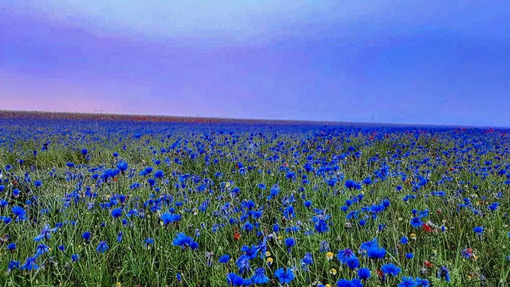 il casale san martino