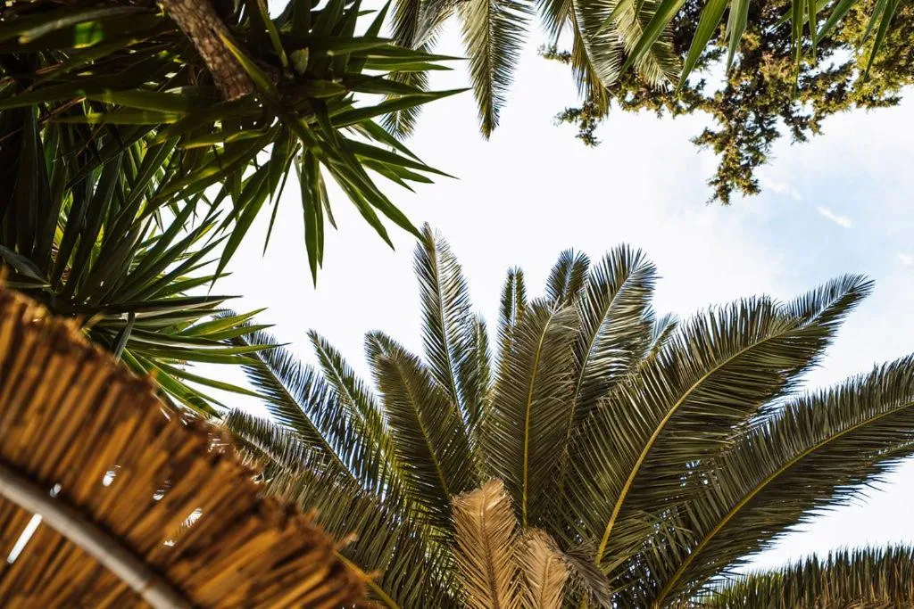 Garden in Hotel Pilalidis