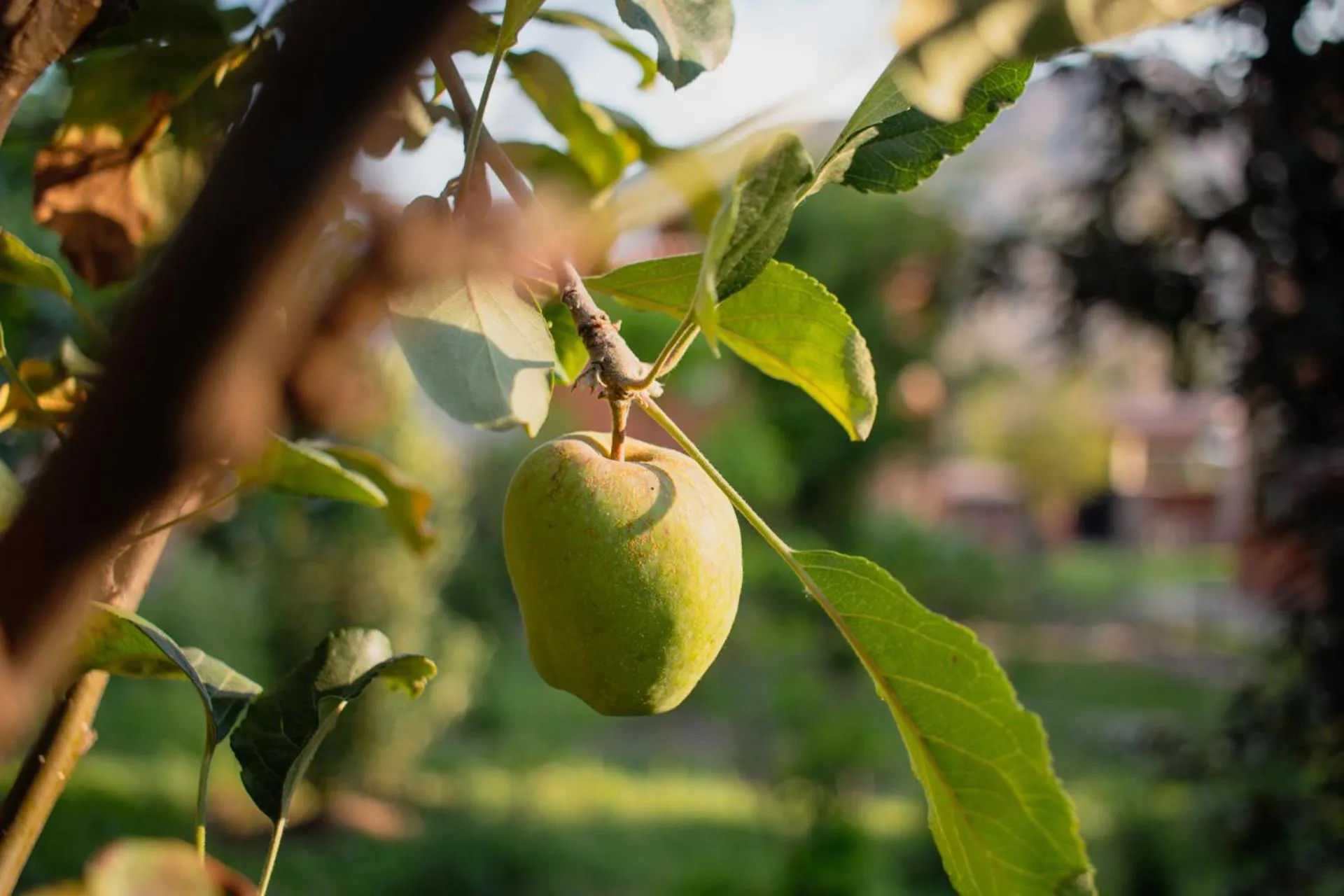 Allin Illary Eco Hospedaje