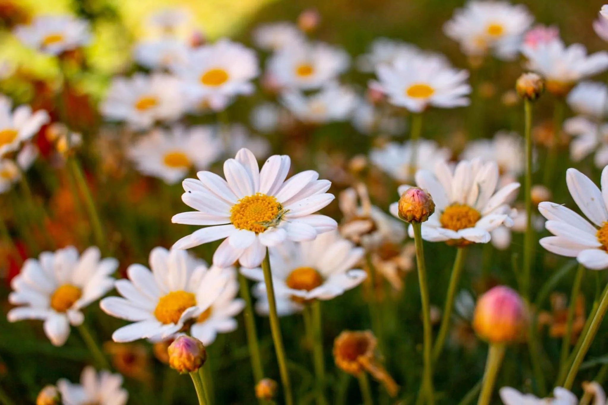 Garden in Allin Illary Eco Hospedaje