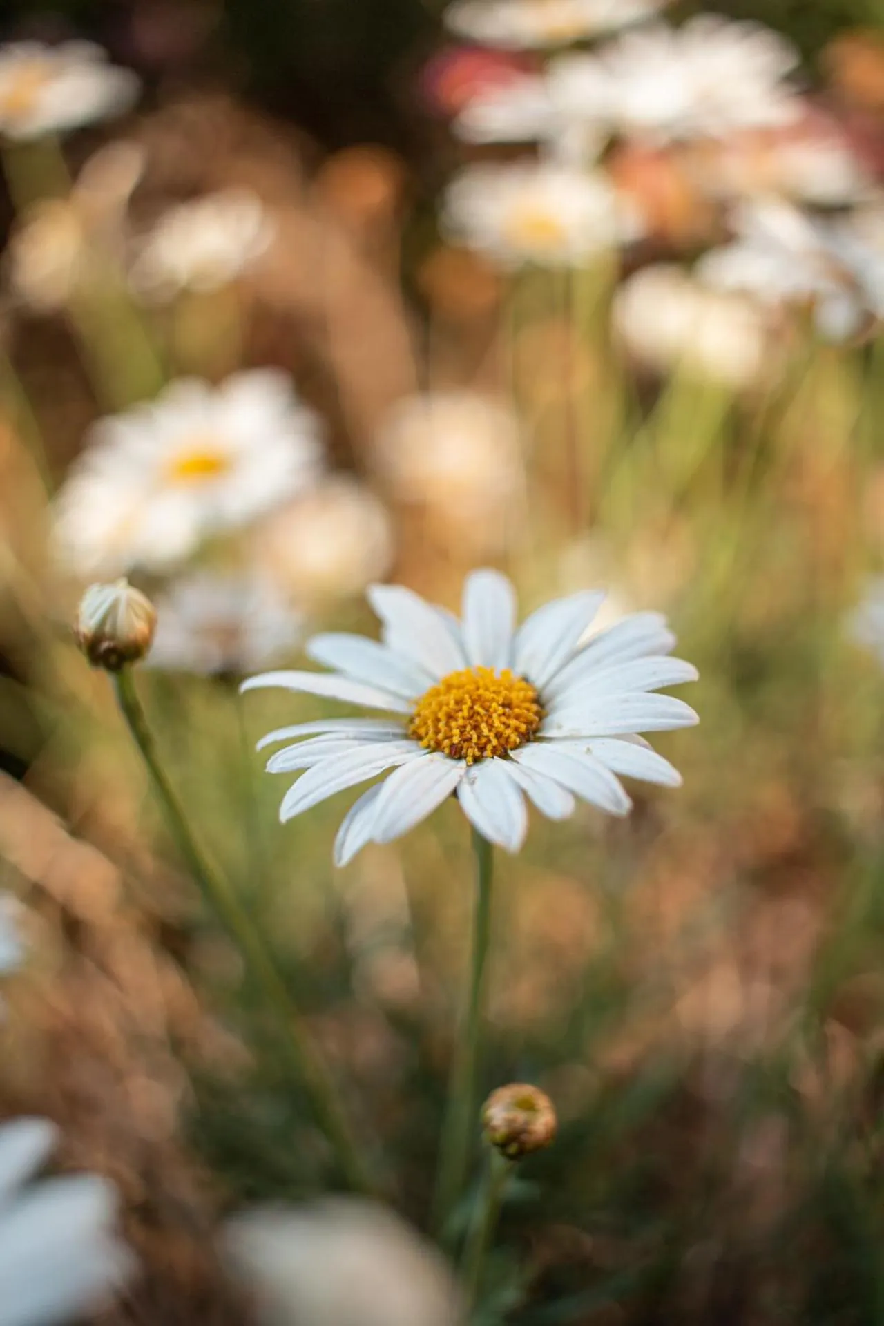 Allin Illary Eco Hospedaje