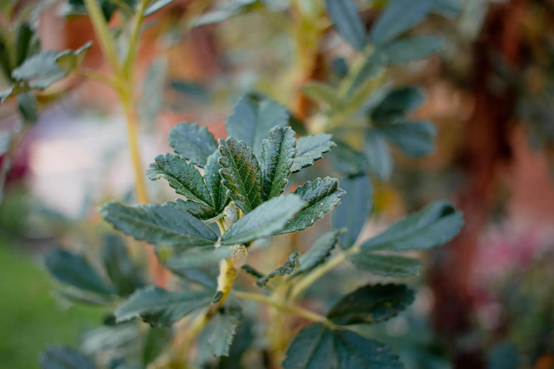 Allin Illary Eco Hospedaje