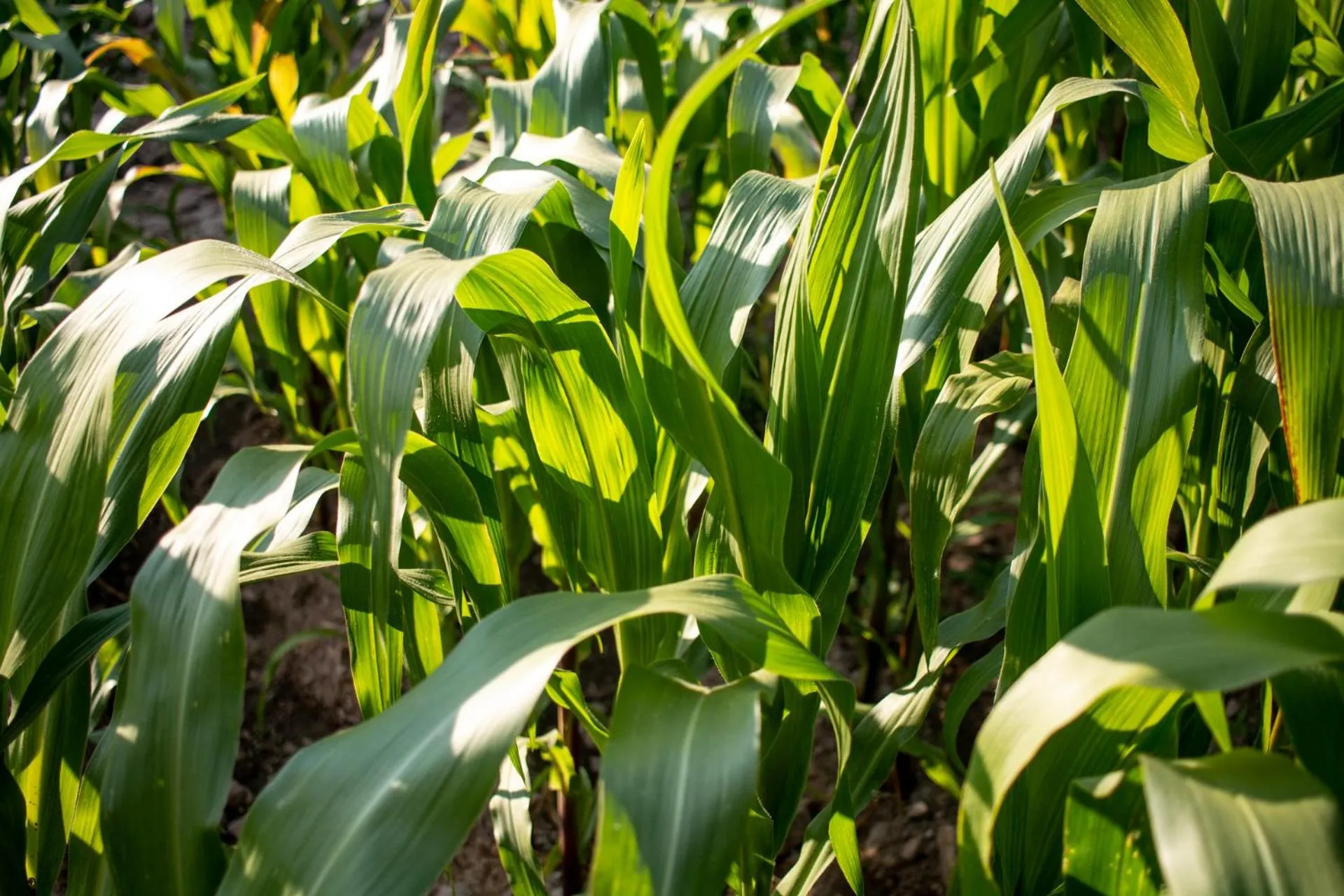 Allin Illary Eco Hospedaje