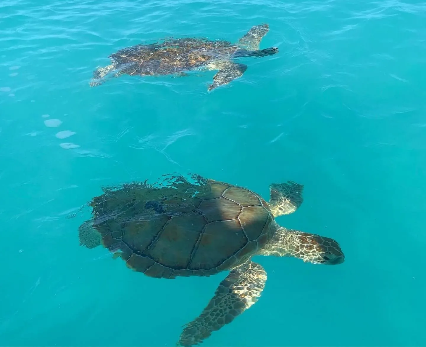 Animals in St Francis Resort