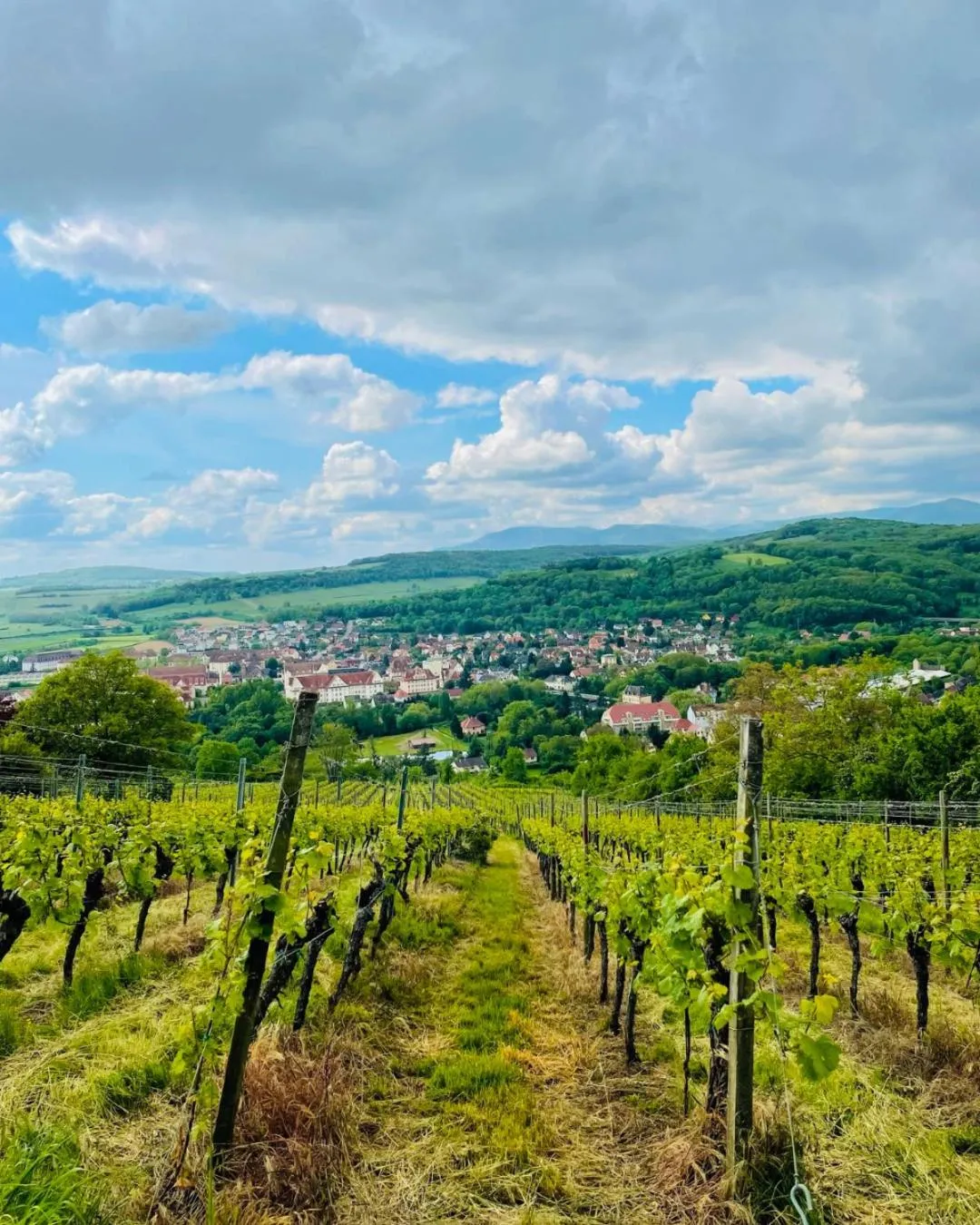 Activities in Logis Hotel L'Ours de Mutzig