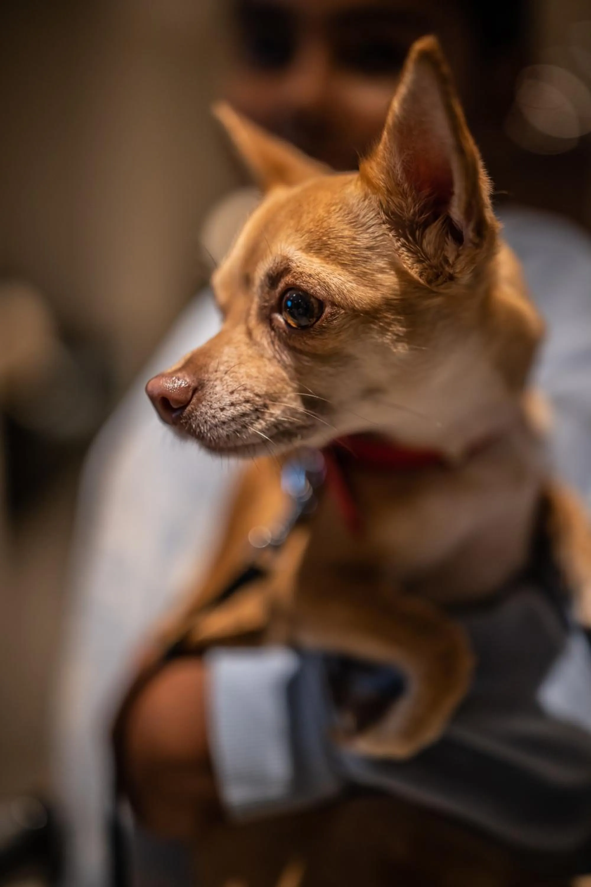 Pets in Logis Hotel L'Ours de Mutzig