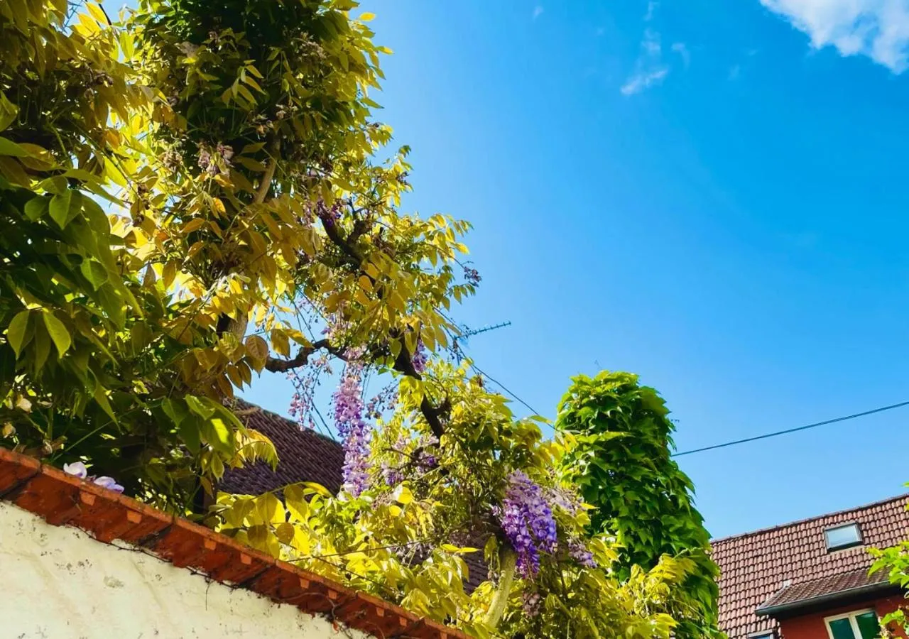 Garden in Logis Hotel L'Ours de Mutzig