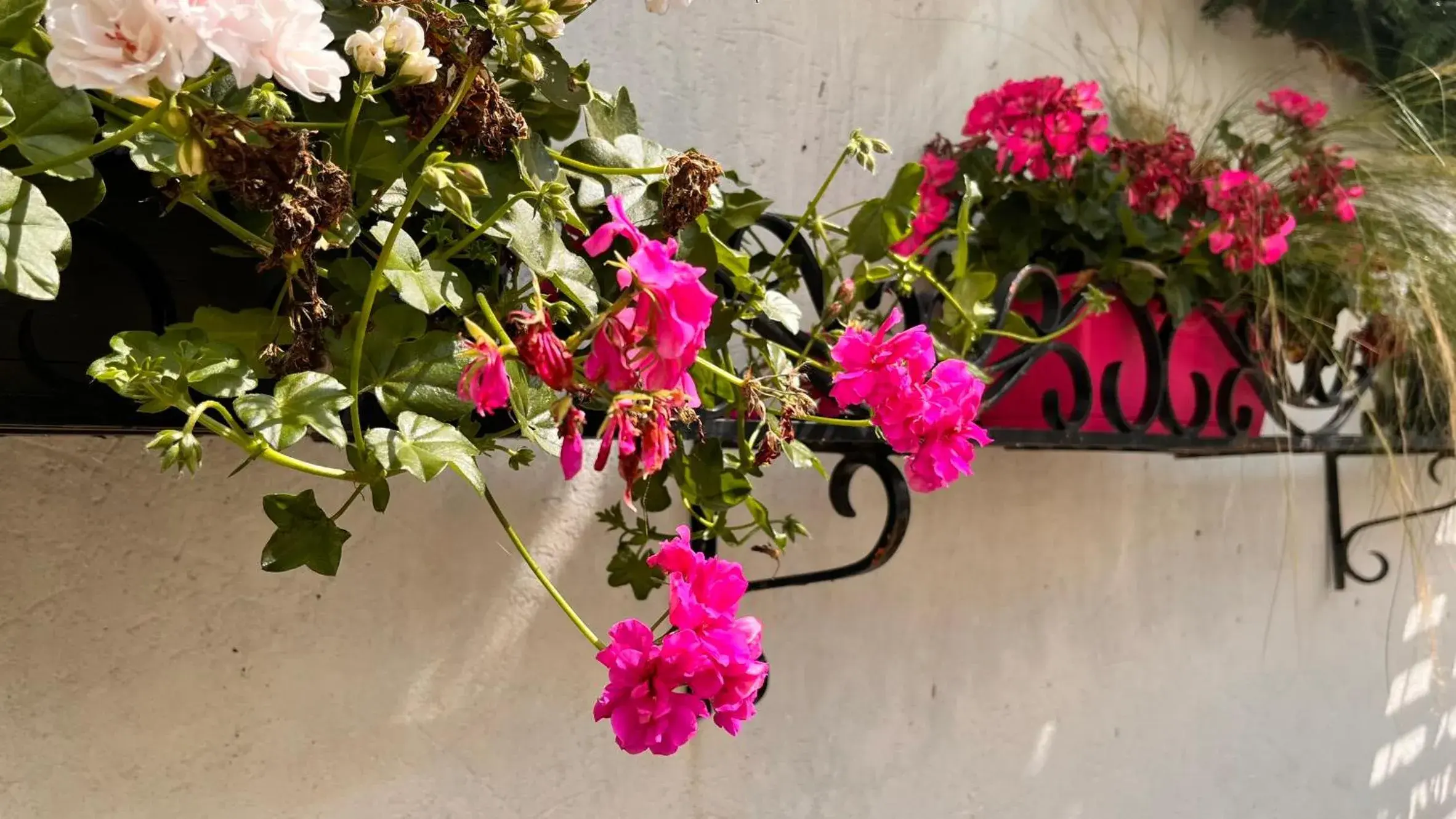 Swimming pool in Logis Hotel L'Ours de Mutzig Swimming pool in Logis Hotel L'Ours de Mutzig