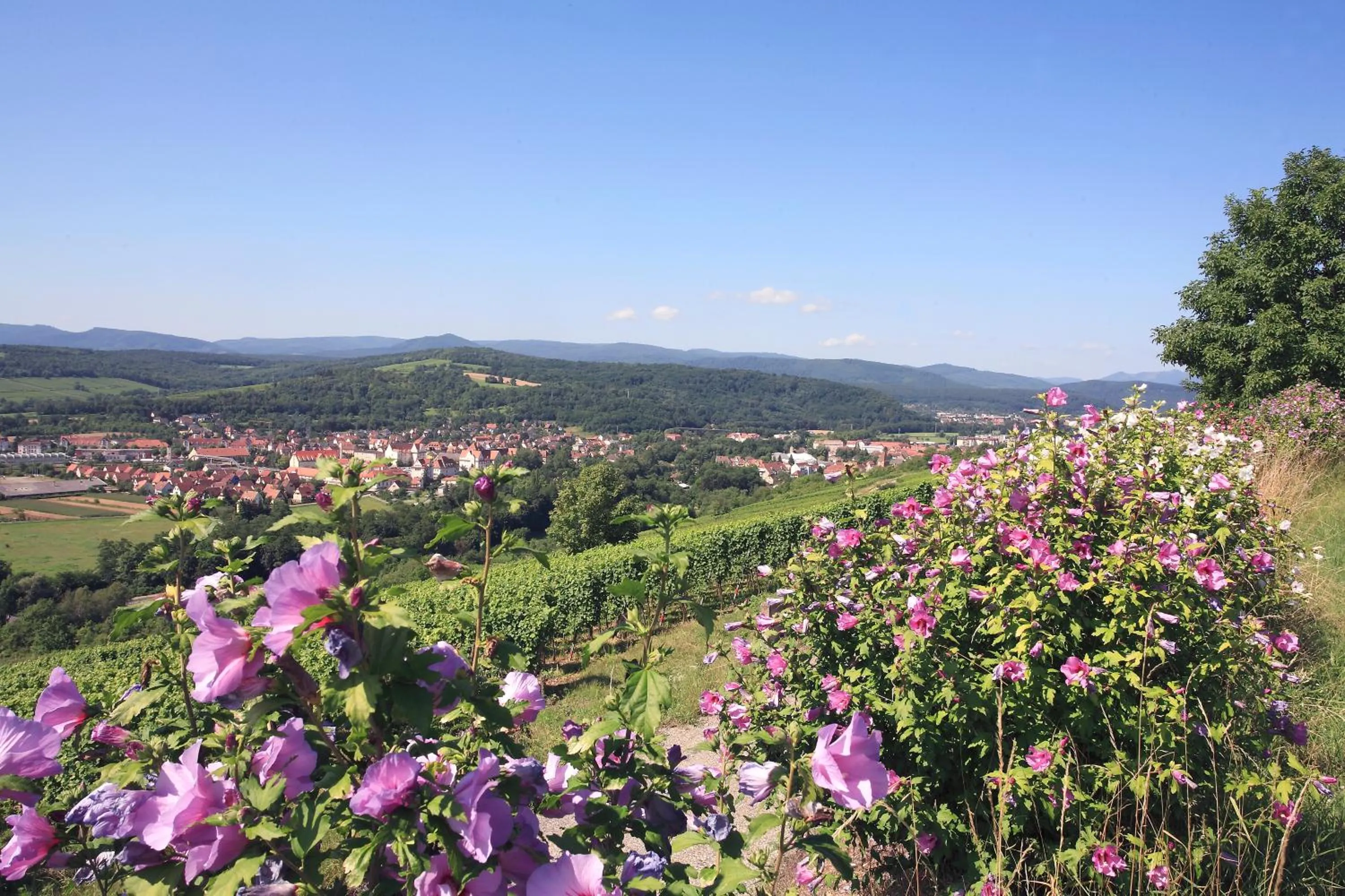 Nearby landmark in Logis Hotel L'Ours de Mutzig
