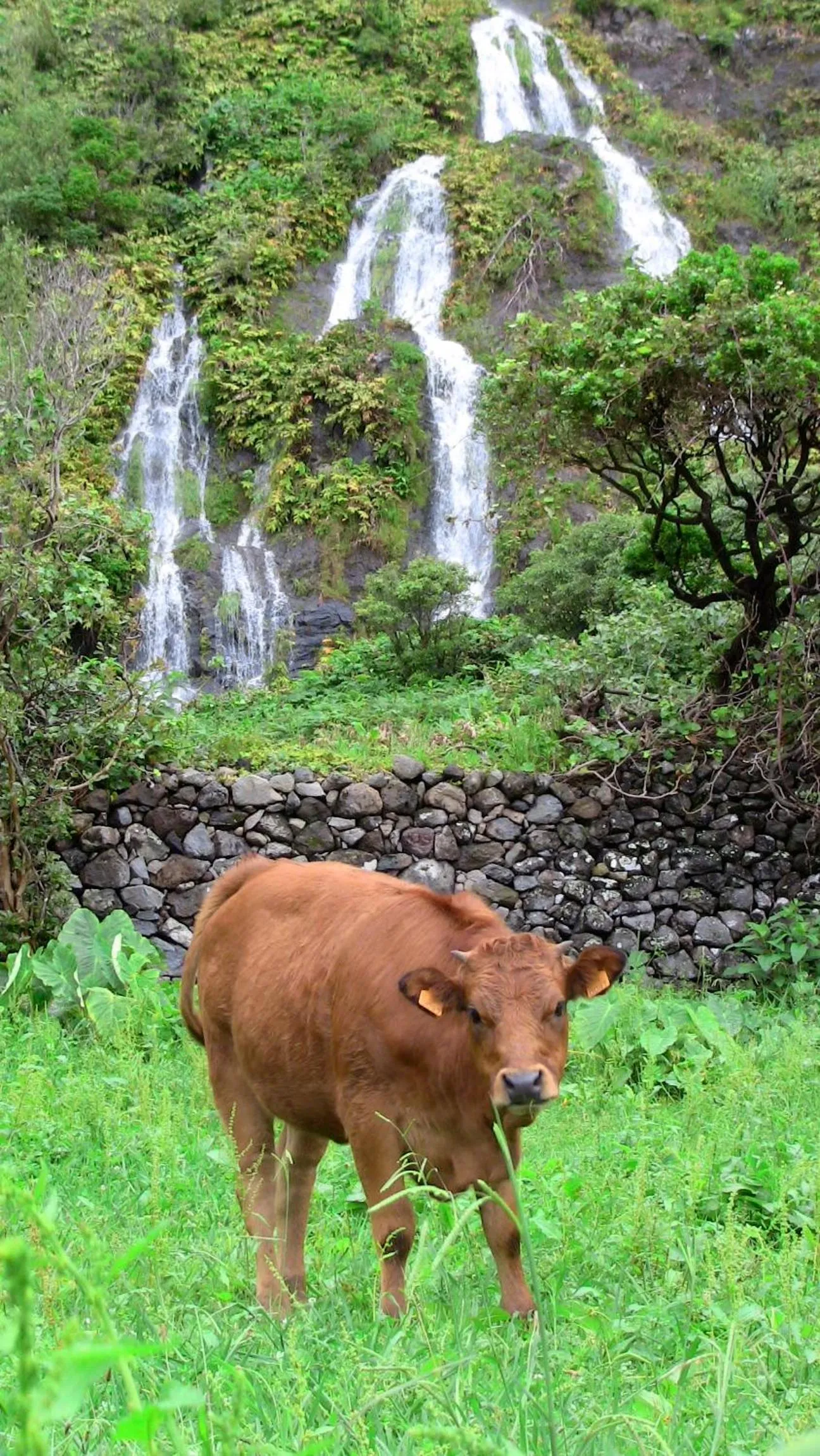 Area and facilities in Alojamentos Flores Island