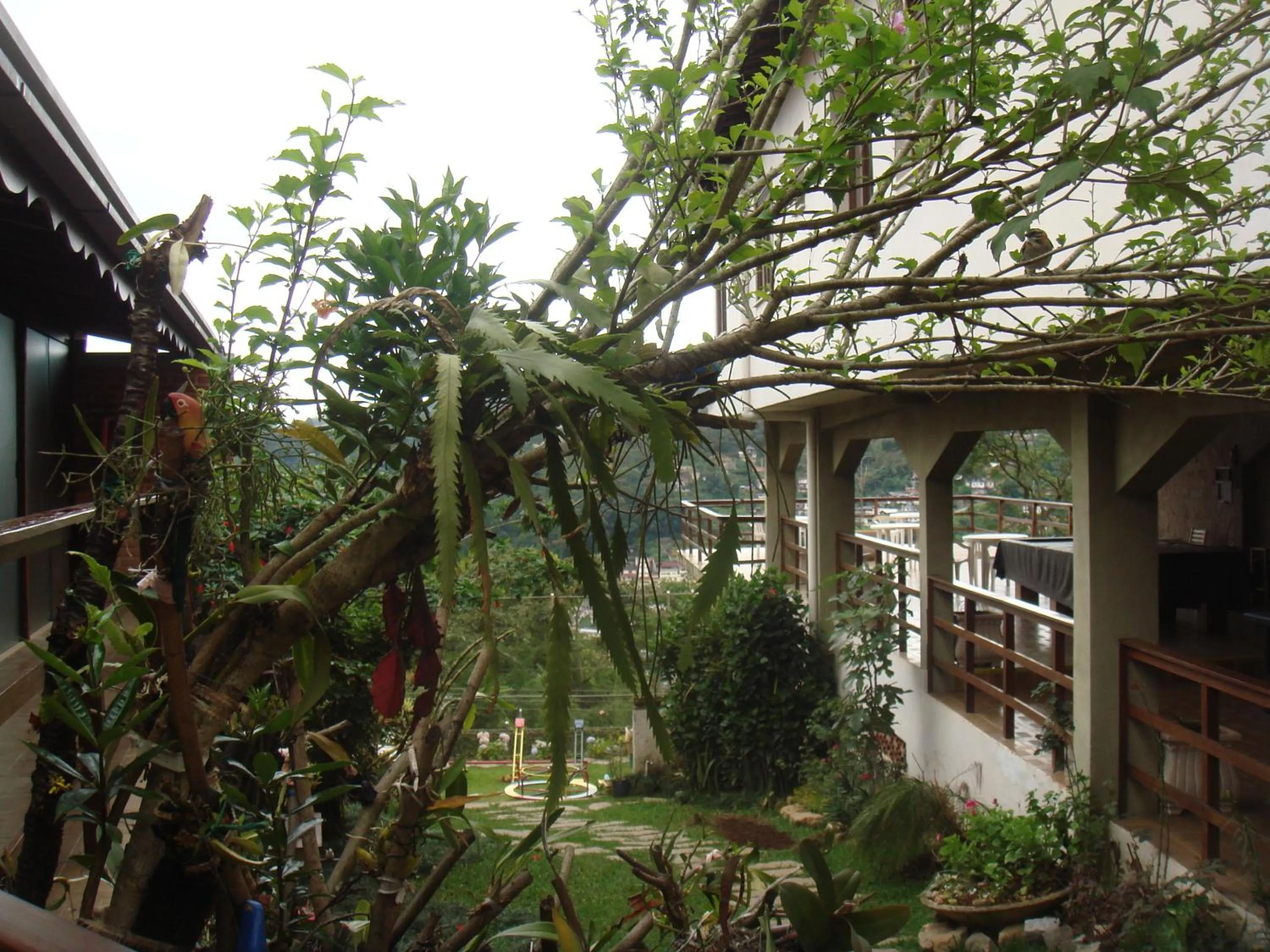 Garden in Hotel Dominguez Master