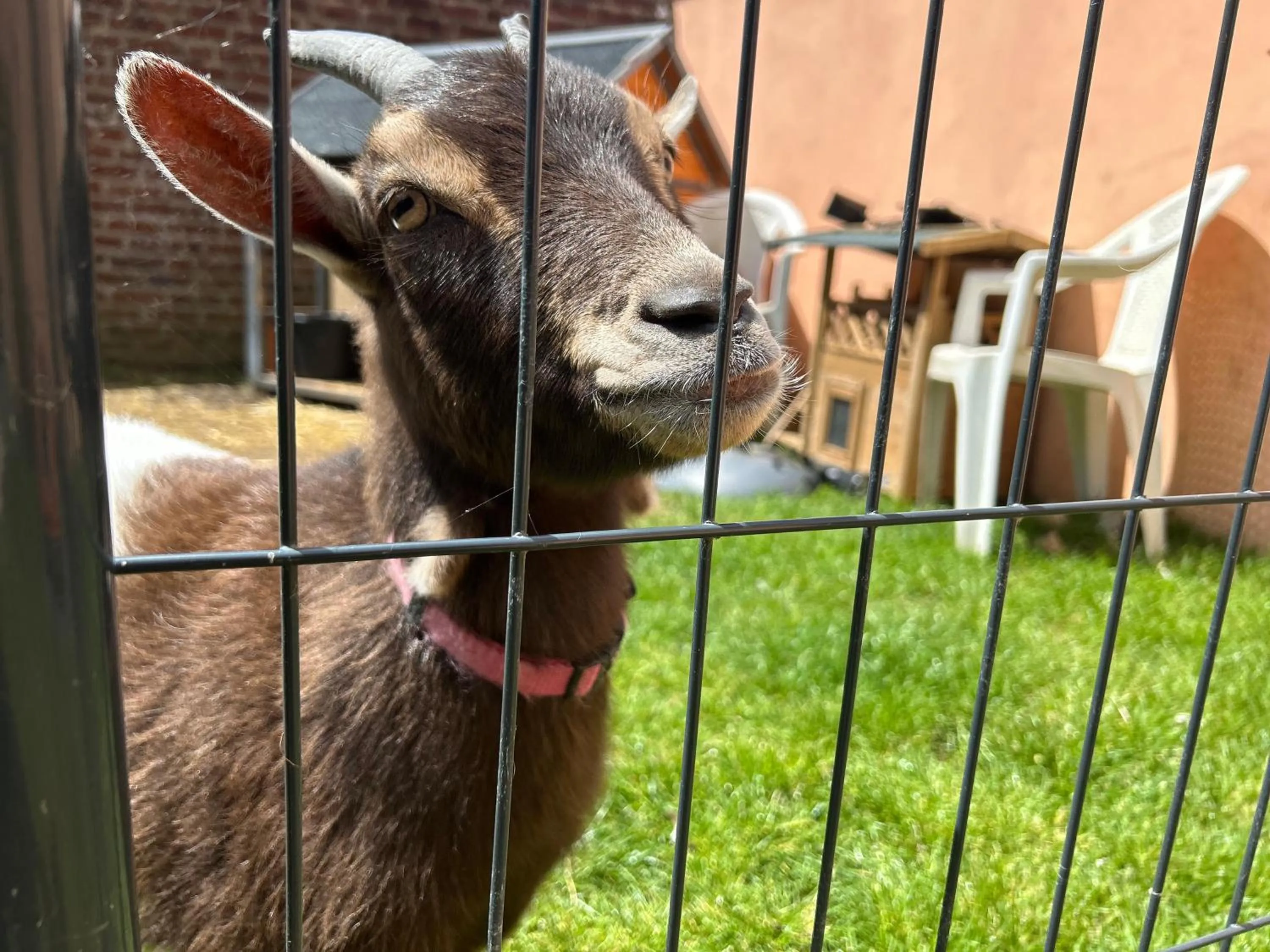 Animals in Hôtel et Appart 'hôtel Chez Gino ETAPLES-Le Touquet
