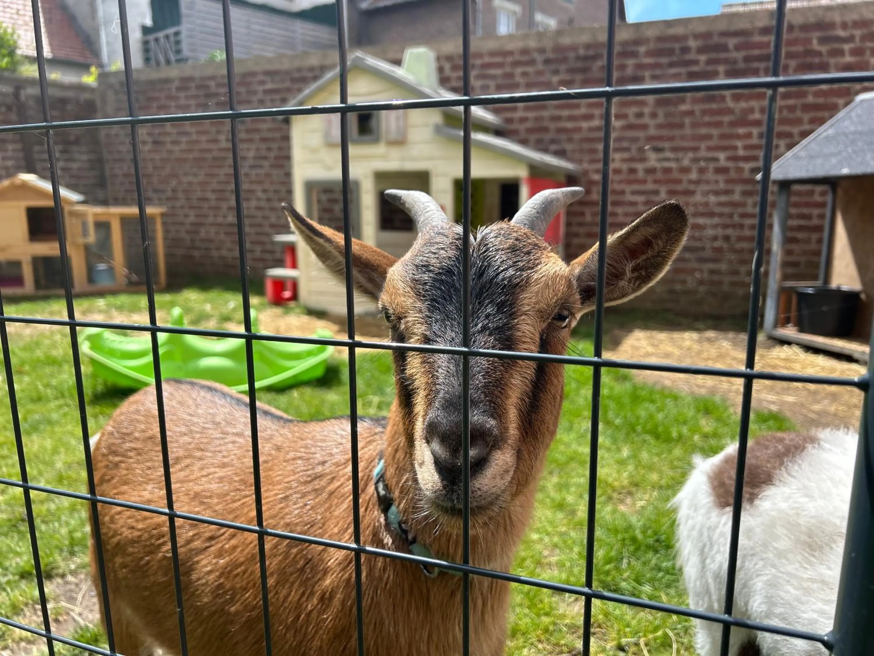 Animals in Hôtel et Appart 'hôtel Chez Gino ETAPLES-Le Touquet