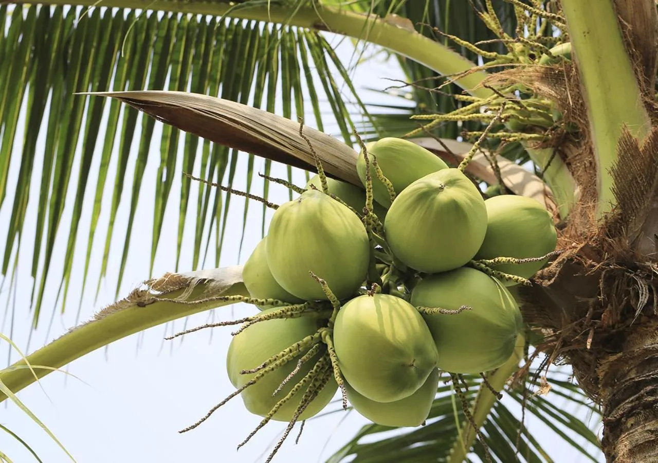 Breakfast in Fazenda Eco-Jardim