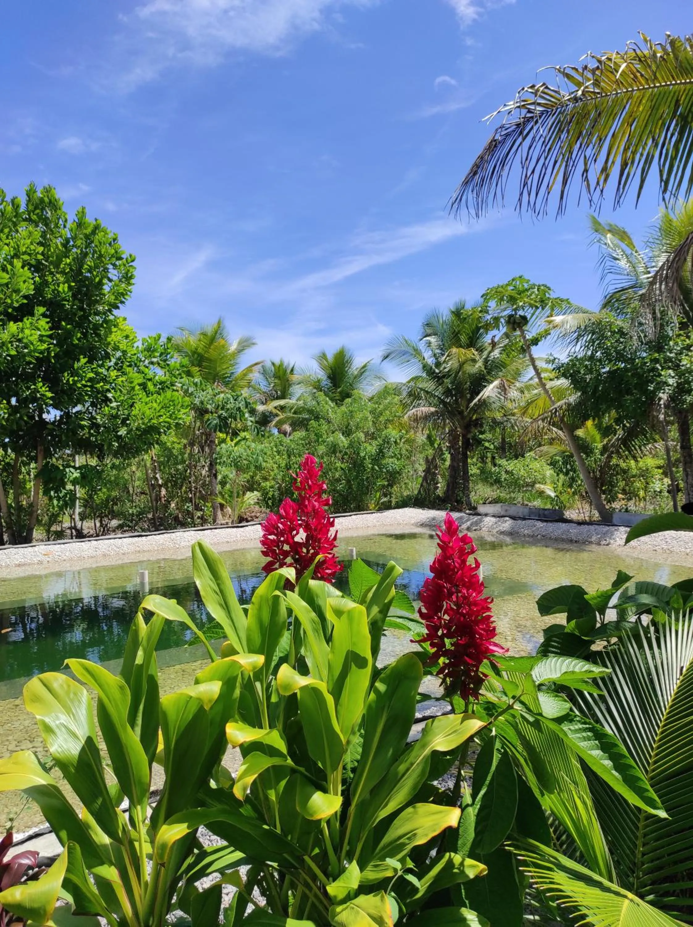 Swimming pool in Fazenda Eco-Jardim