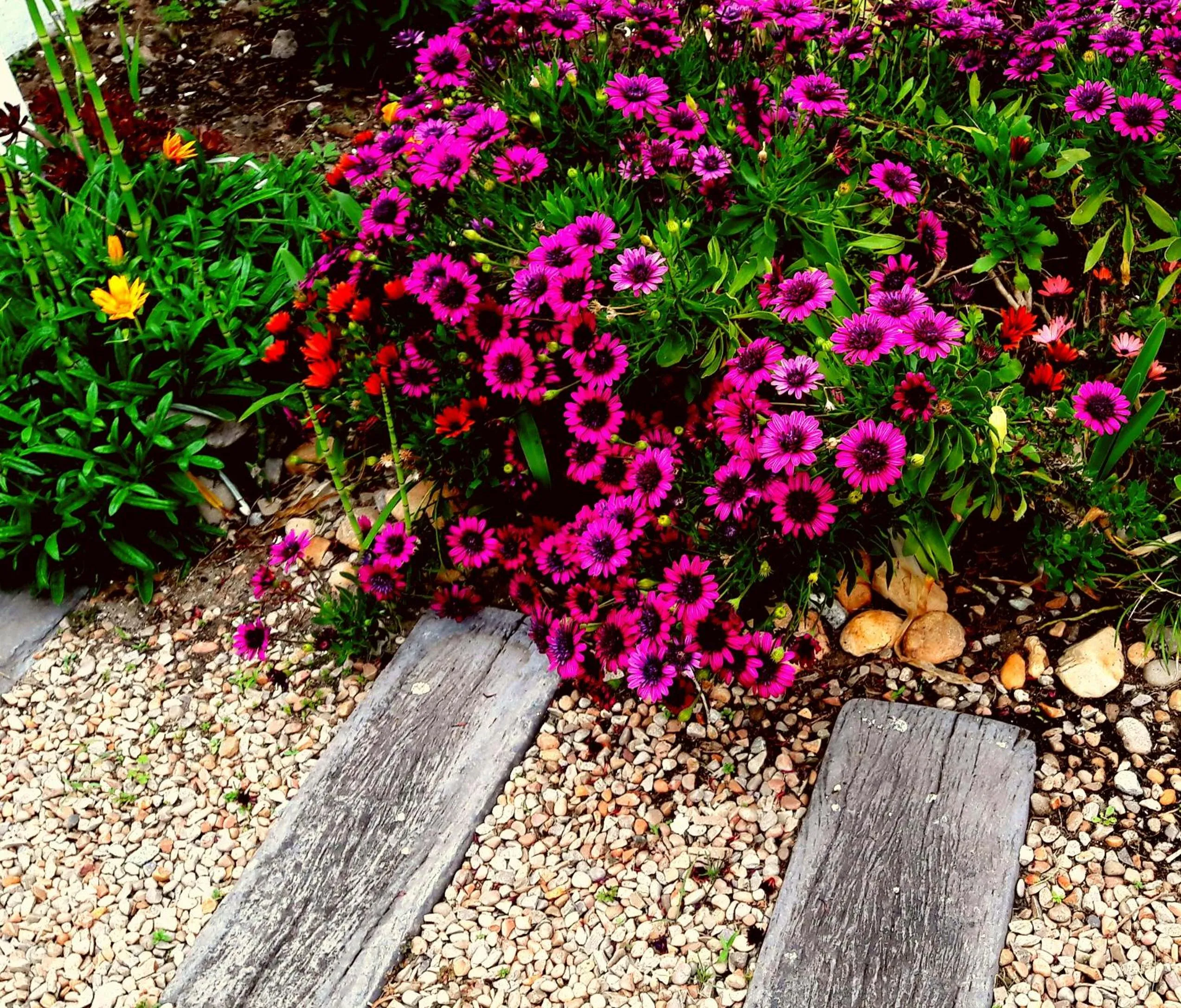 Garden in Forestview guesthouse and B&B