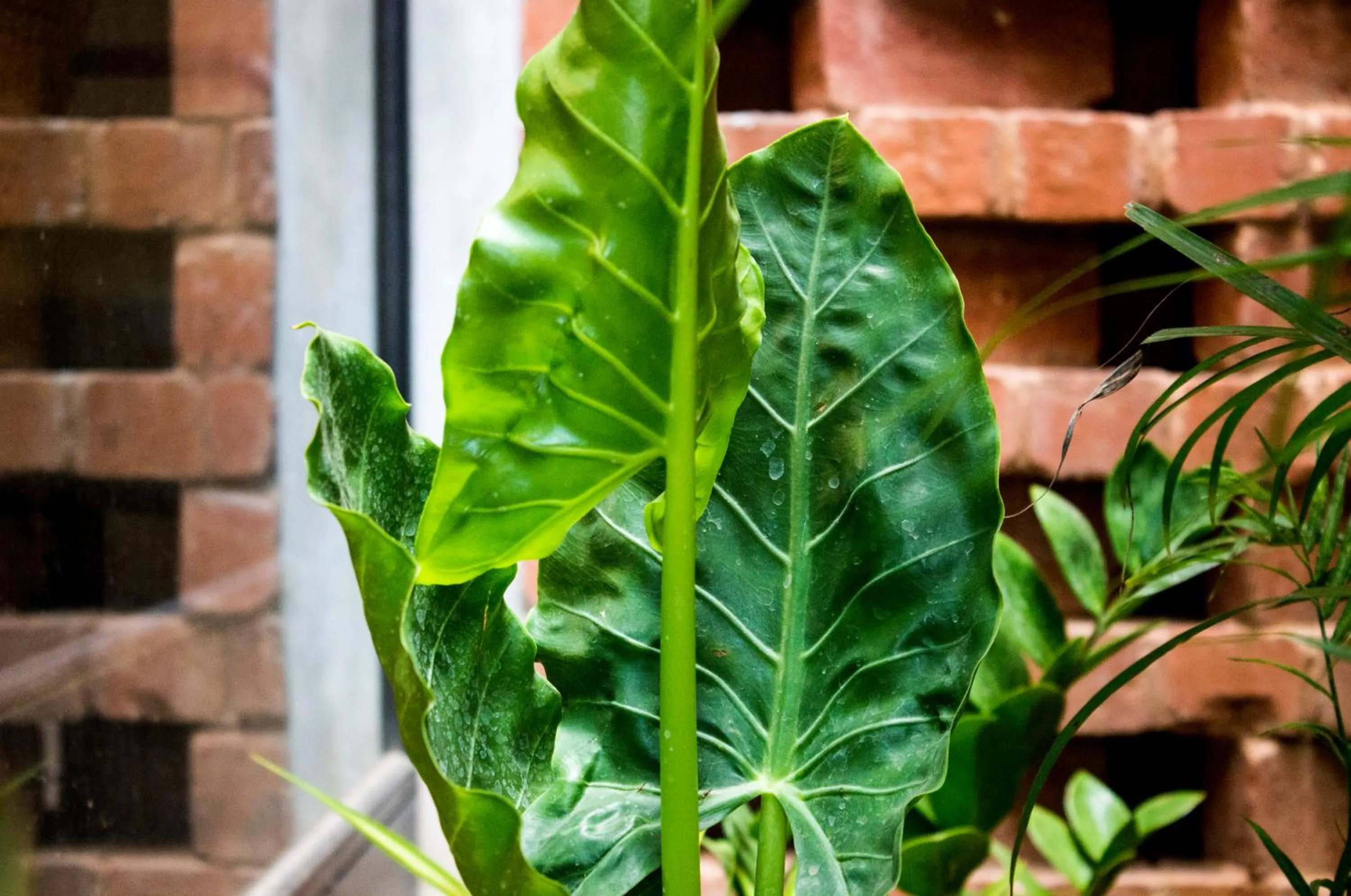 Sengal Boutique Hotel