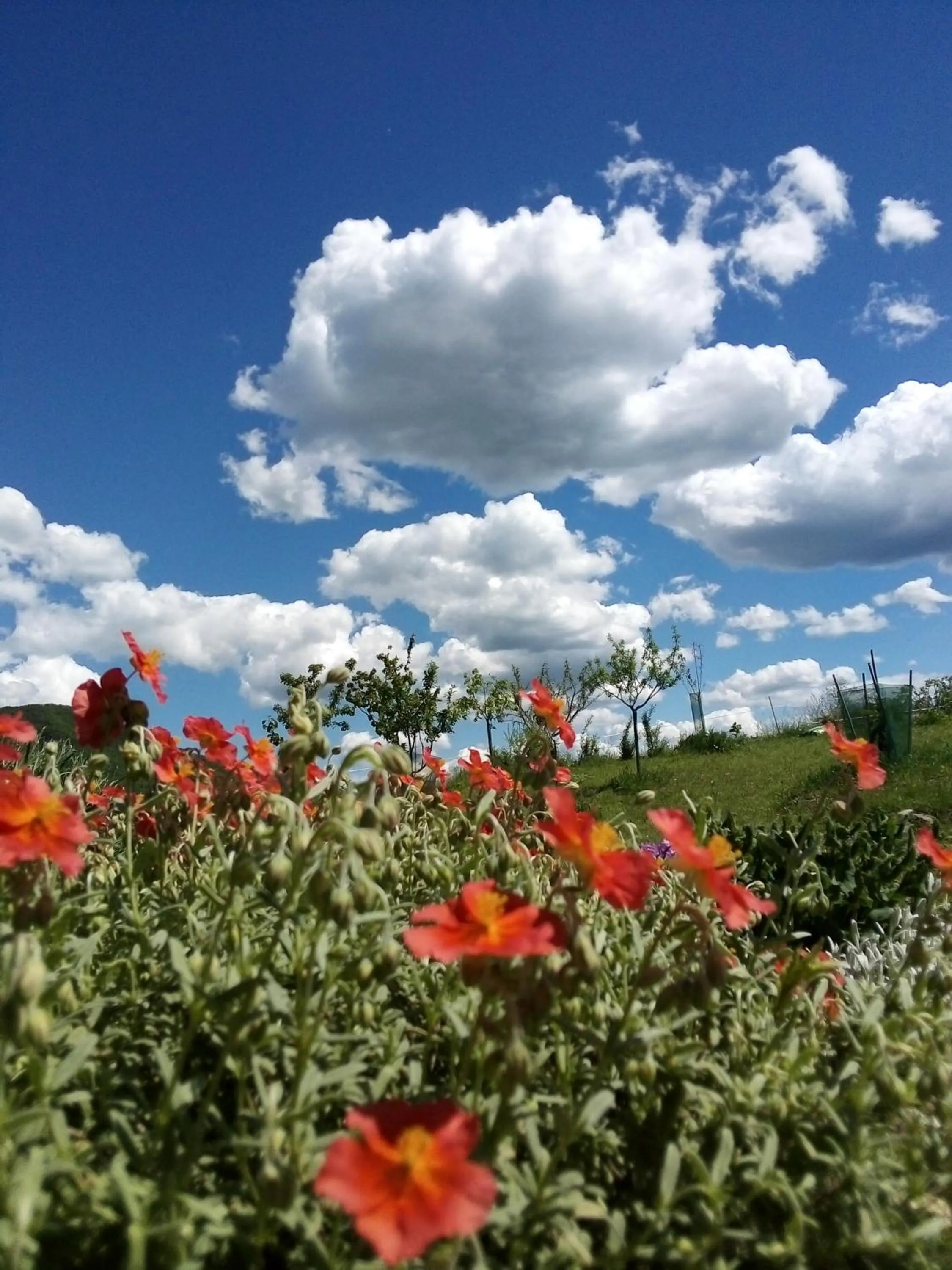 Natural landscape in Timo e Rosmarino