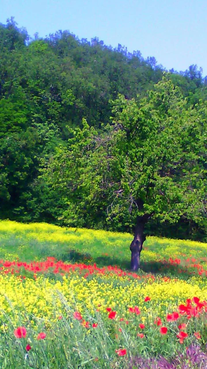 Spring in Timo e Rosmarino