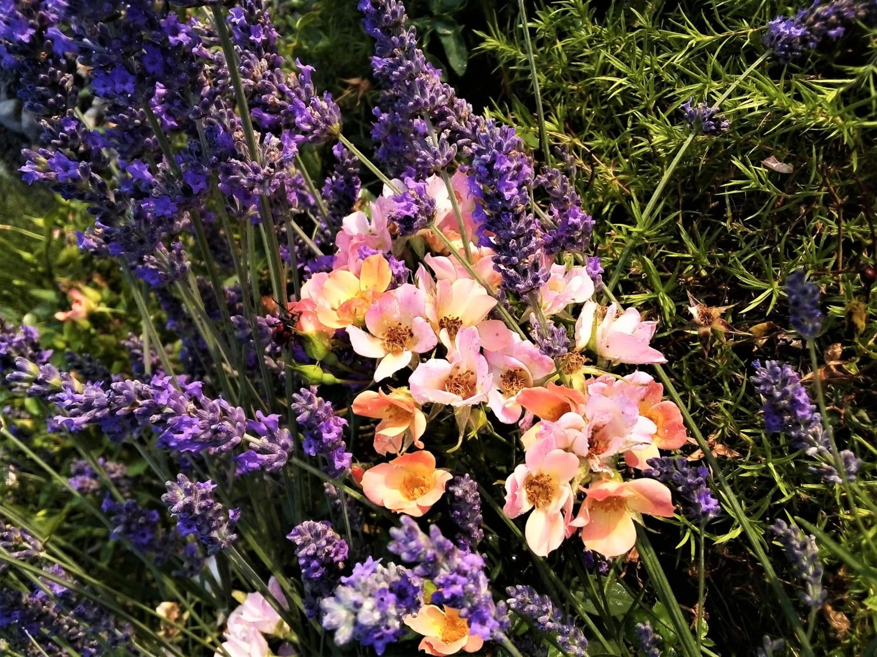 Garden in Timo e Rosmarino