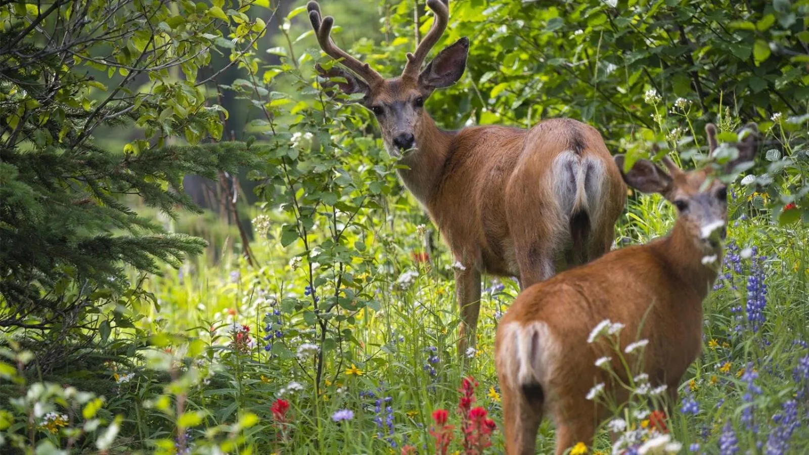 Crystal Forest #04 By Bear Country