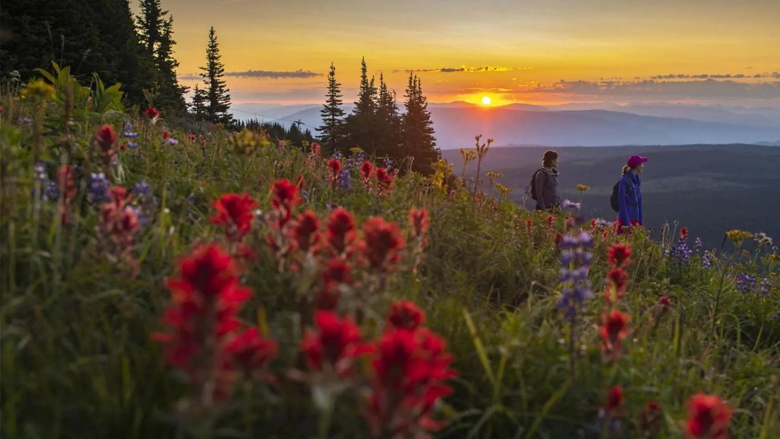 Crystal Forest #04 By Bear Country