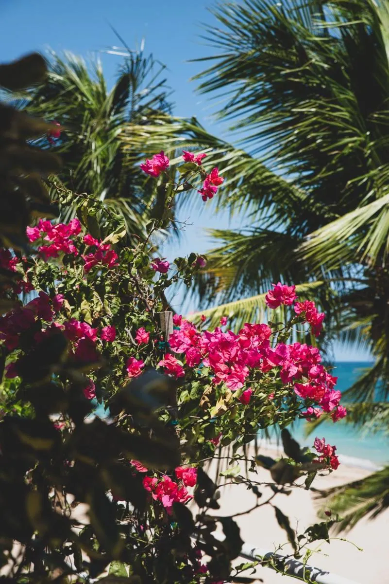 Garden in Numero Uno Beach House