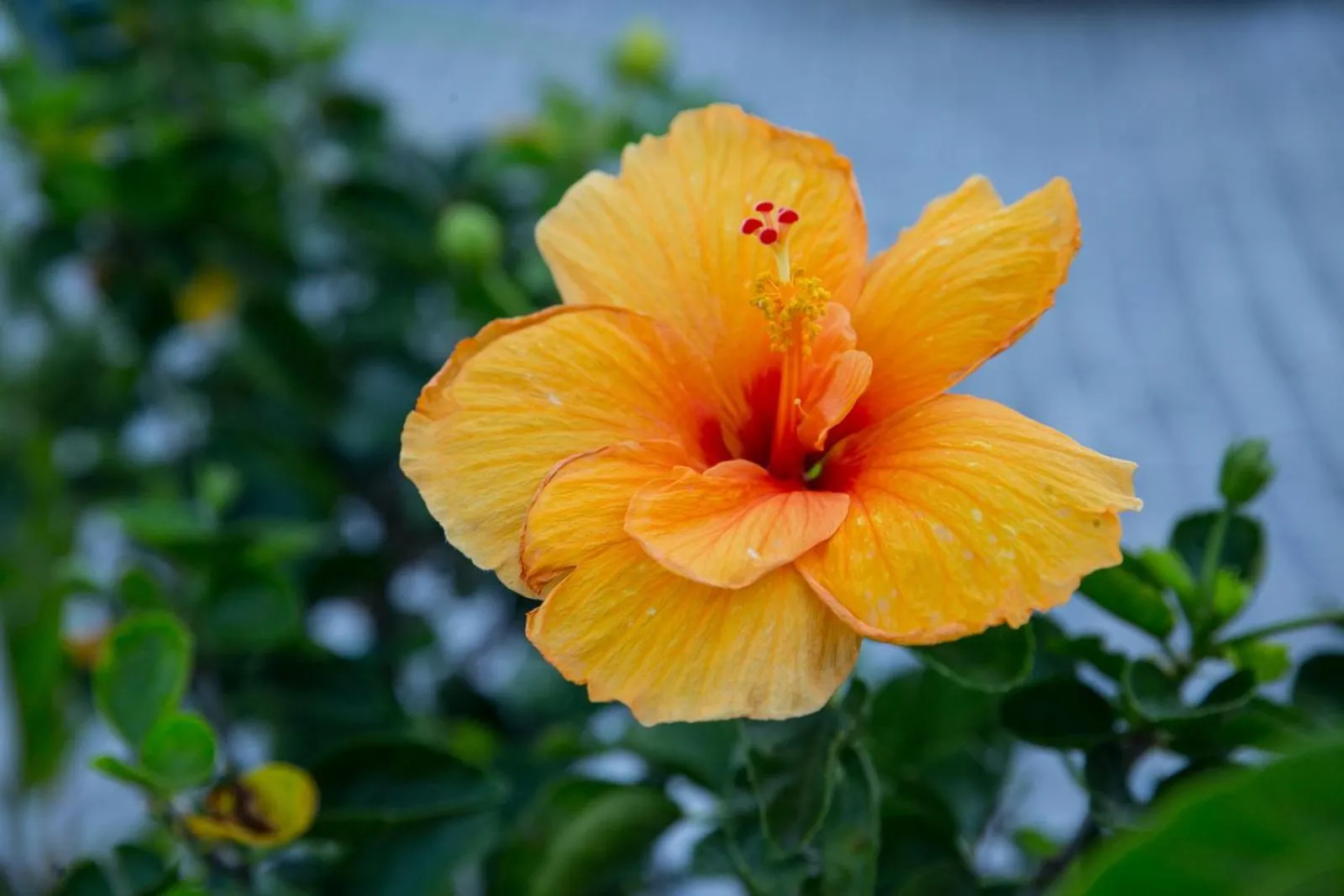 Garden in Numero Uno Beach House