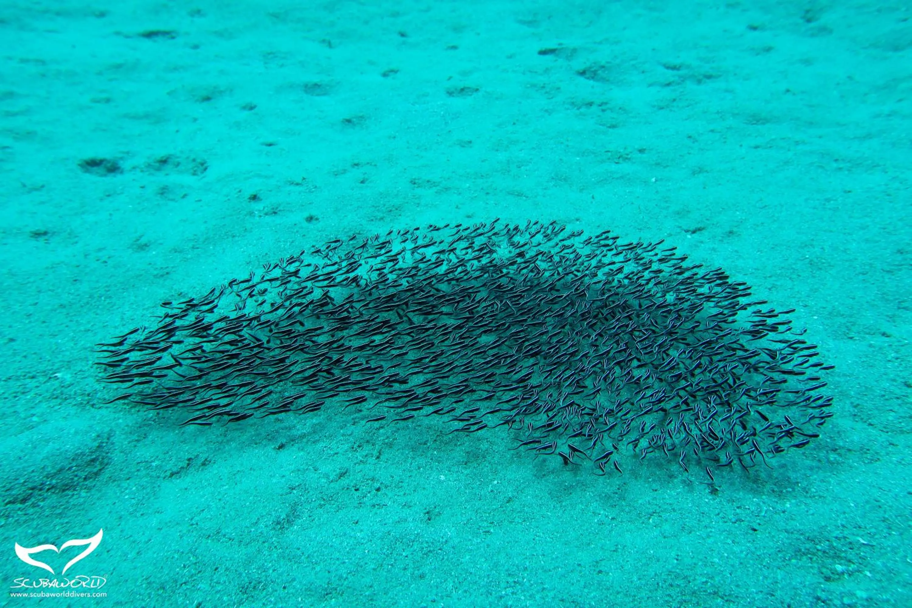 Diving in Movenpick Waterpark Resort & Spa Soma Bay