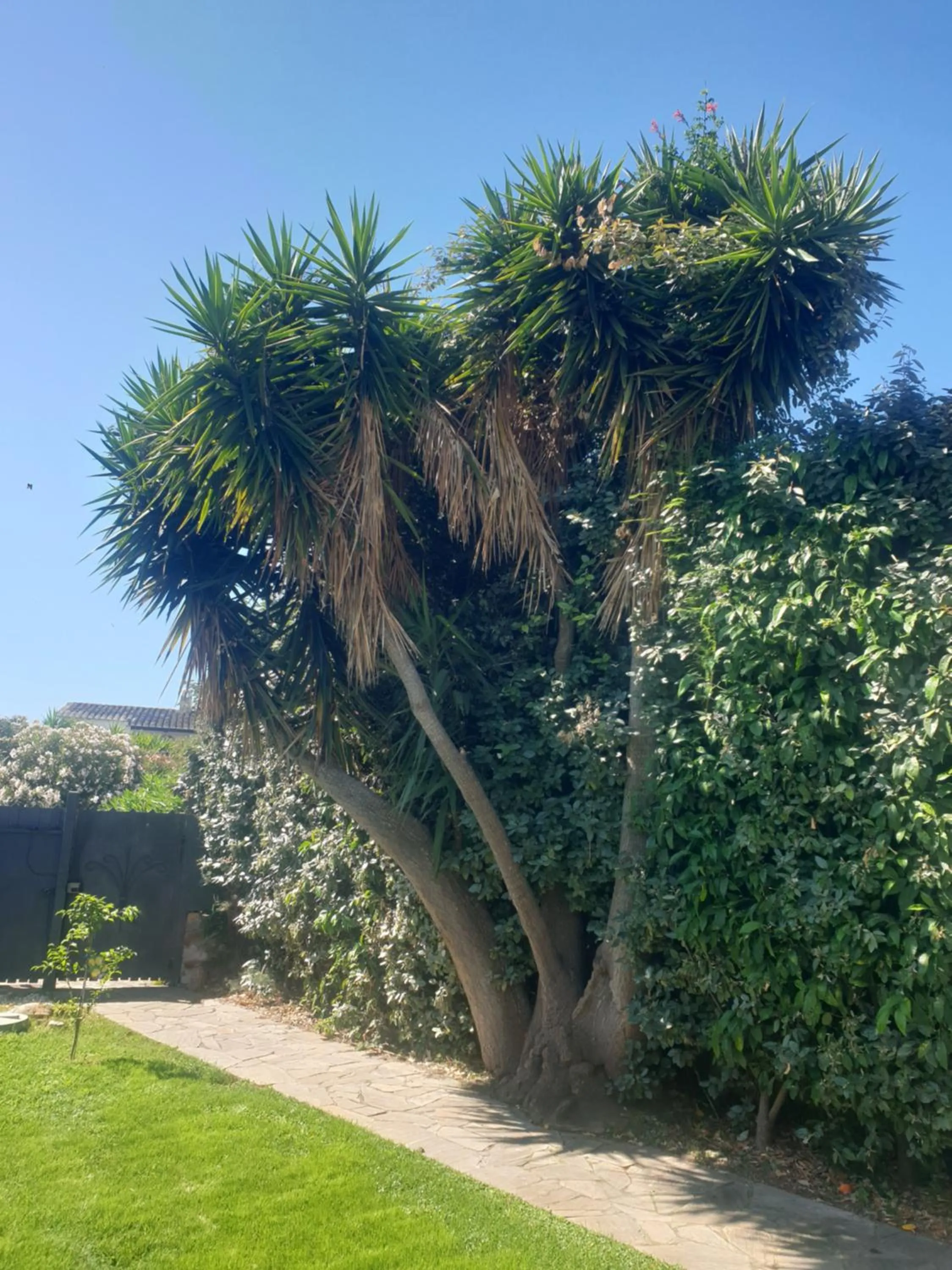 Garden in B&B La Dolce Vita