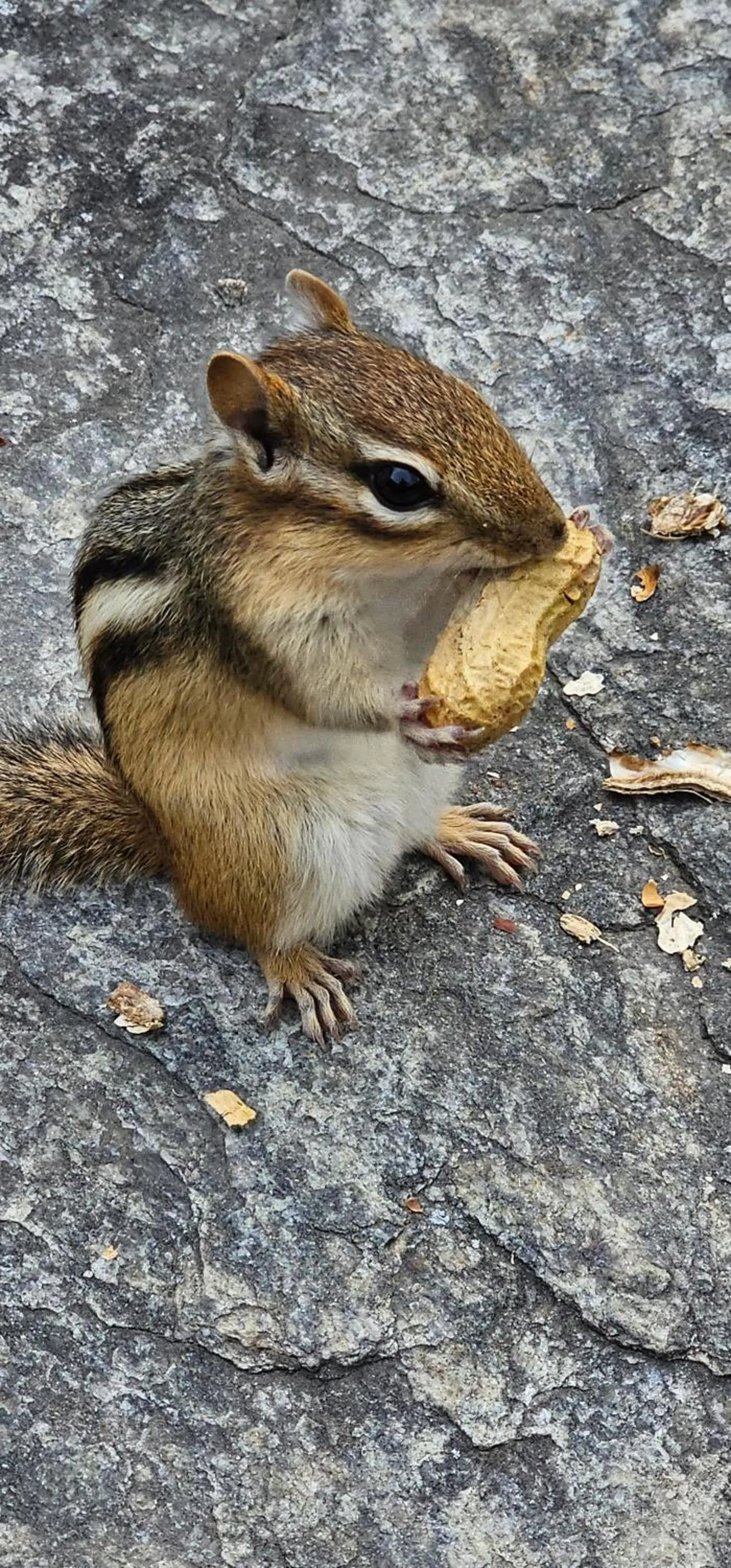 Gîte Le Grandelinois