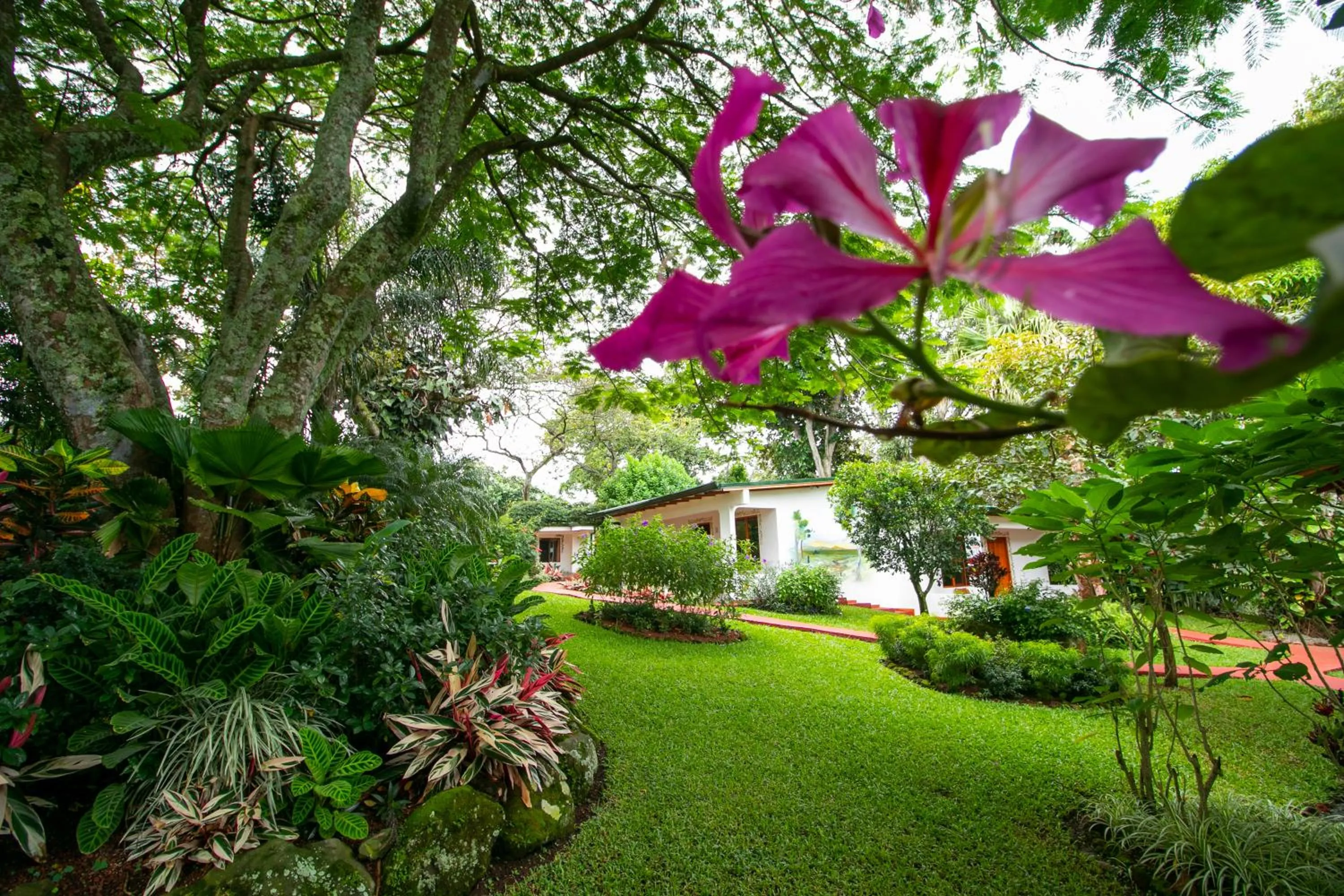 Garden in Hotel La Rosa de America