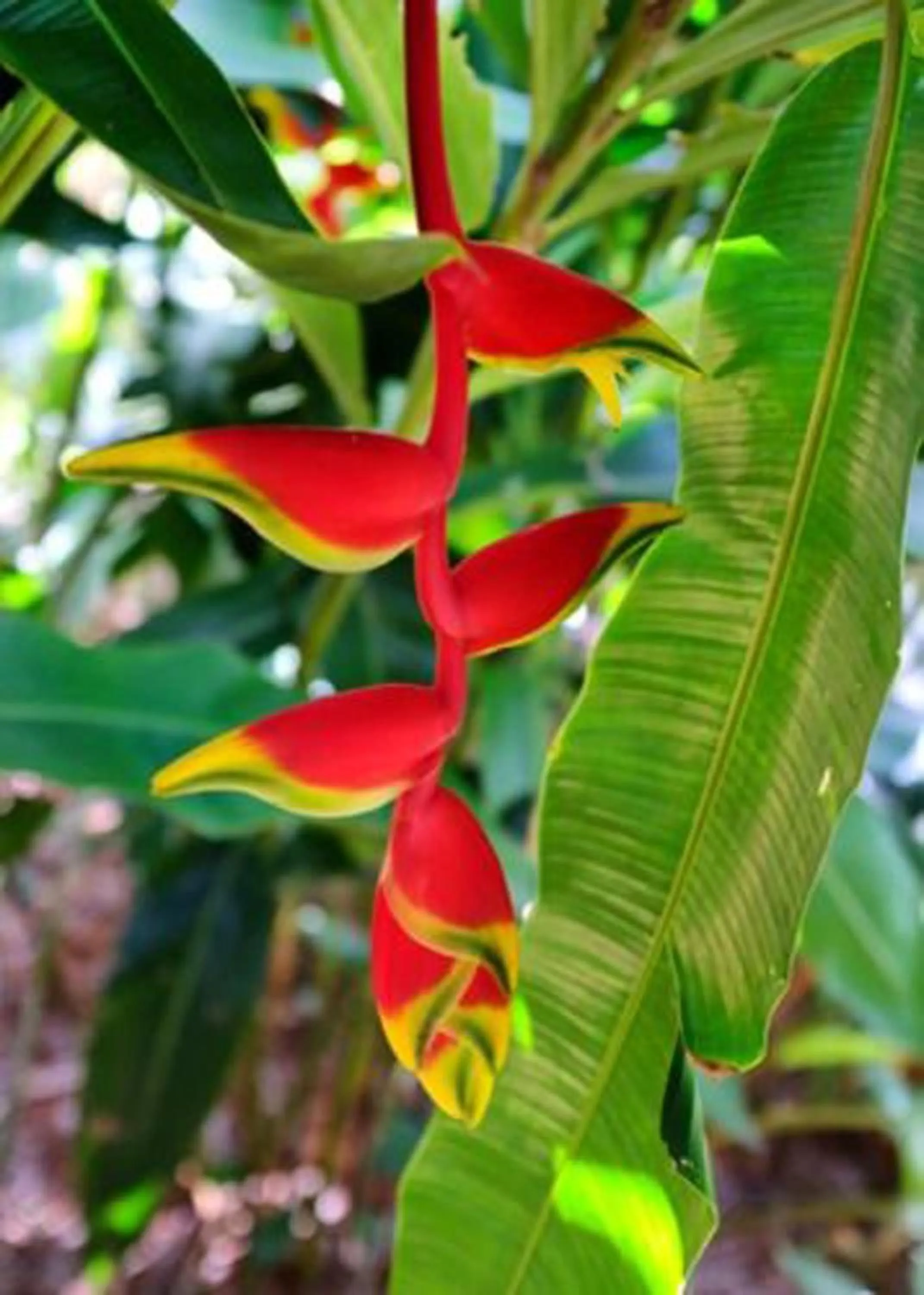 Garden view in Labellaventura