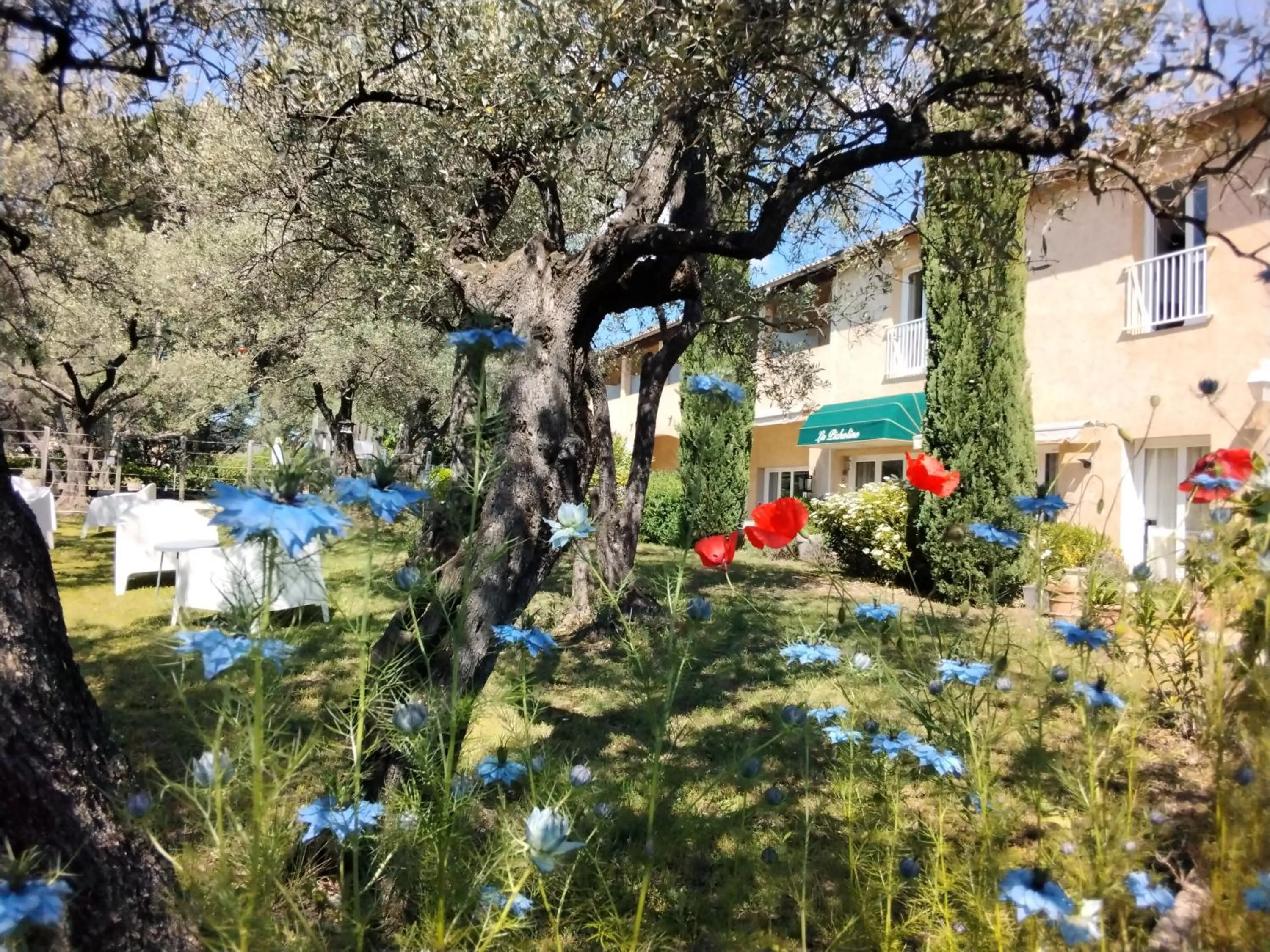 La Picholine en Provence