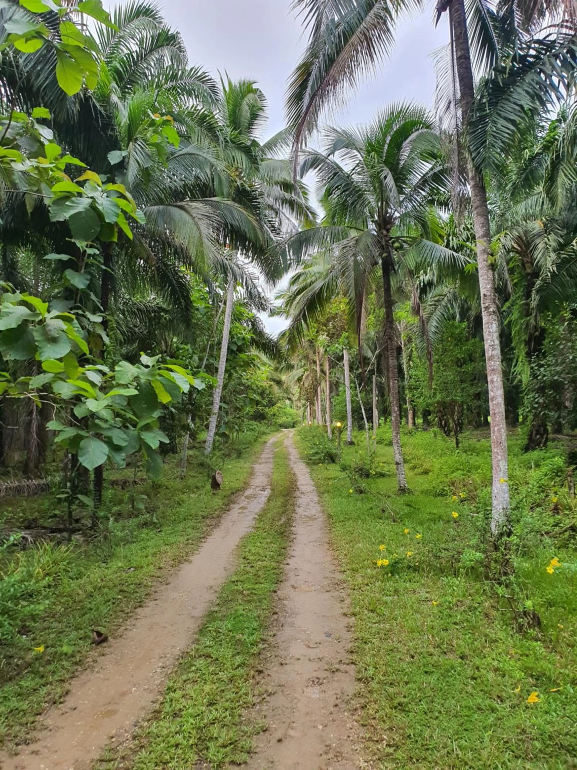 Garden in Khao Sok Silver Cliff Resort