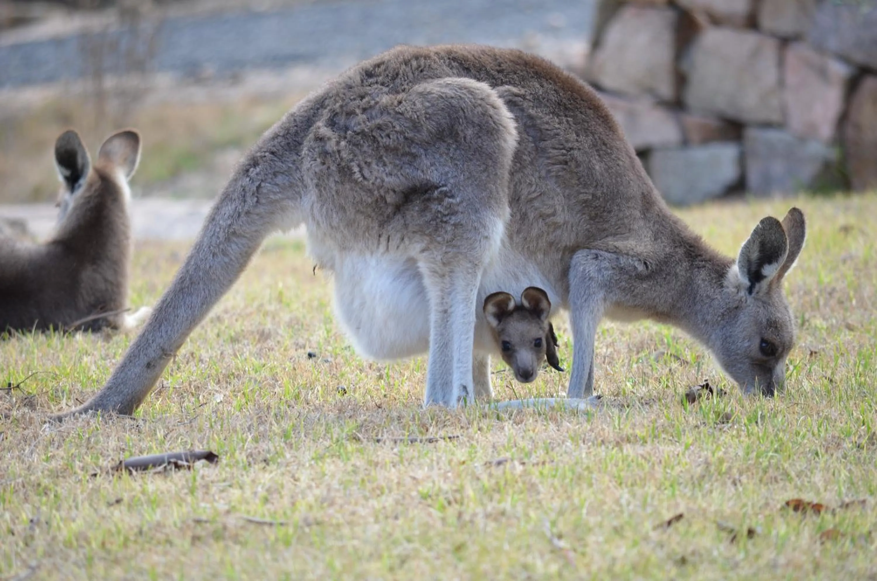 Animals in 31 The Rocks