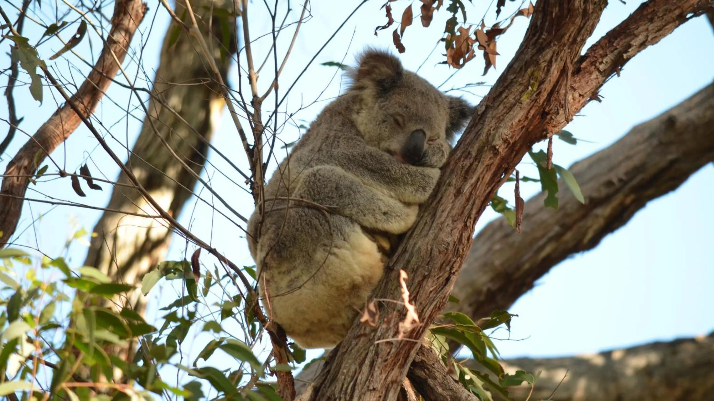 Animals in 31 The Rocks