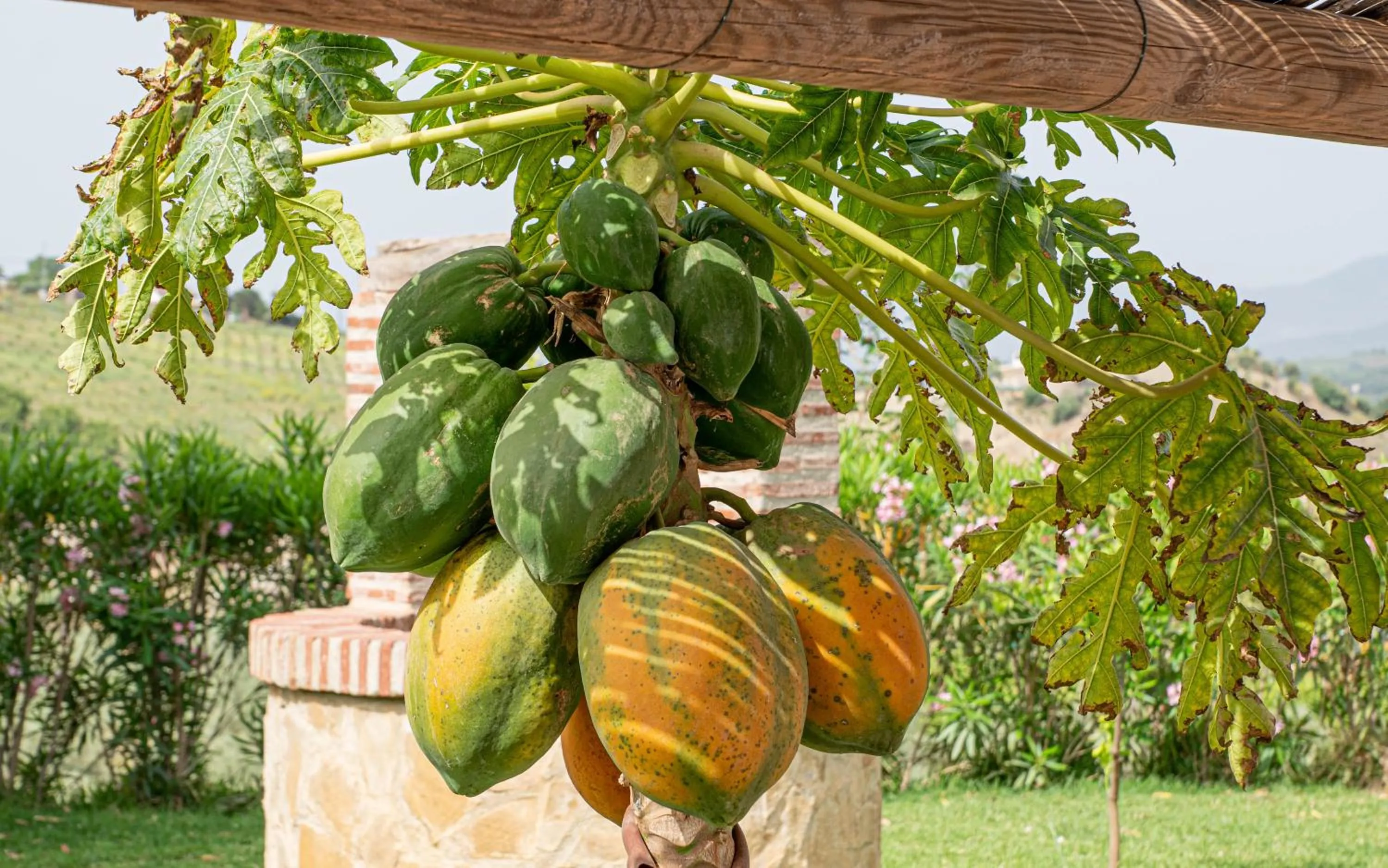 Garden in Finca Las Hierbas B&B