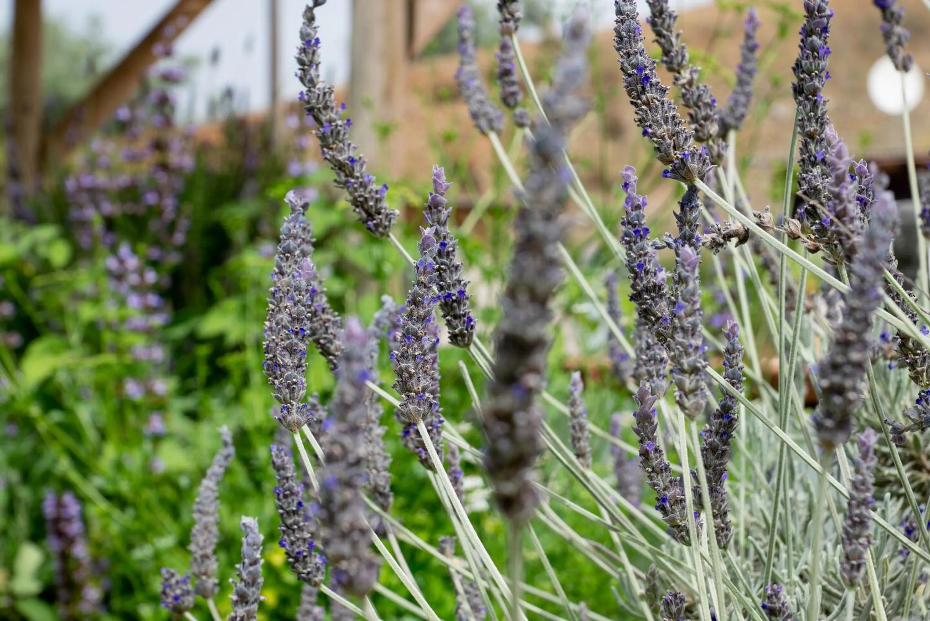 Garden in Finca Las Hierbas B&B