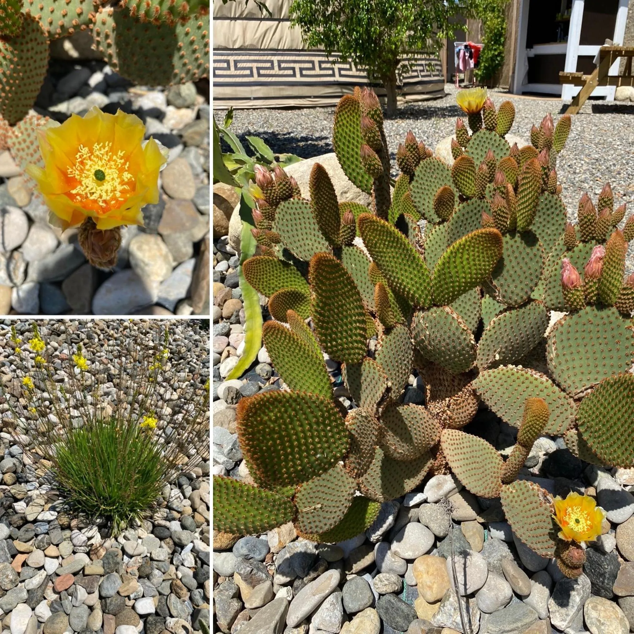 Garden in Finca Las Hierbas B&B