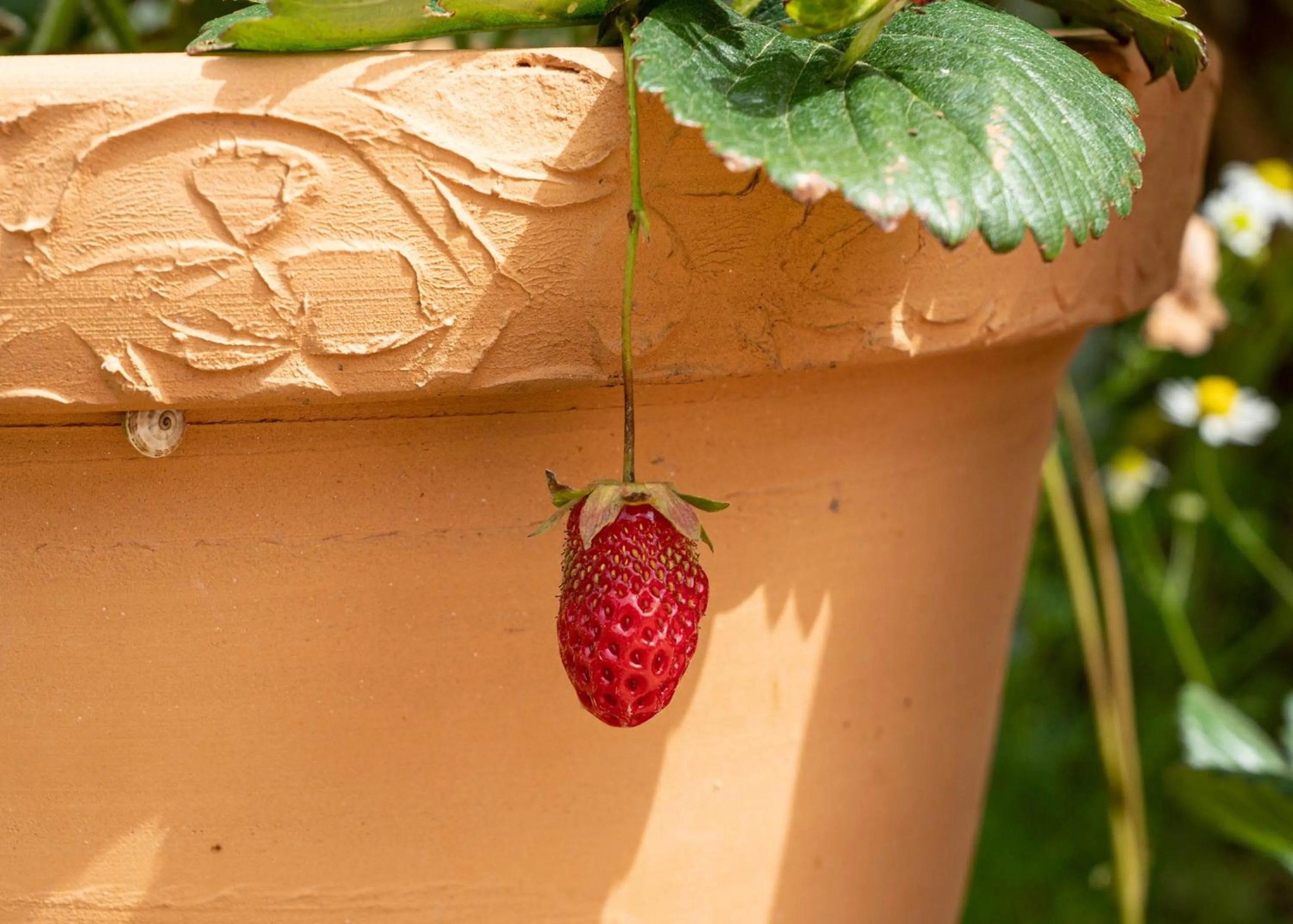 Garden in Finca Las Hierbas B&B