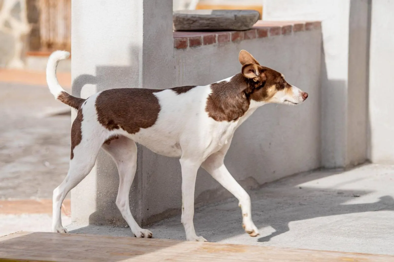 Pets in Finca Las Hierbas B&B