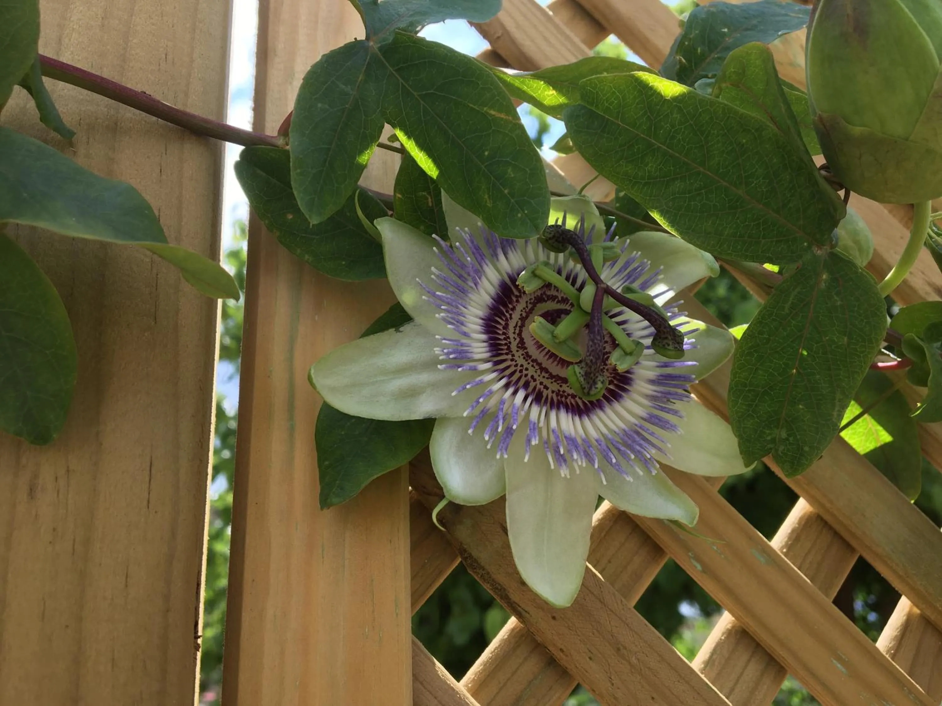 Garden in Finca Las Hierbas B&B