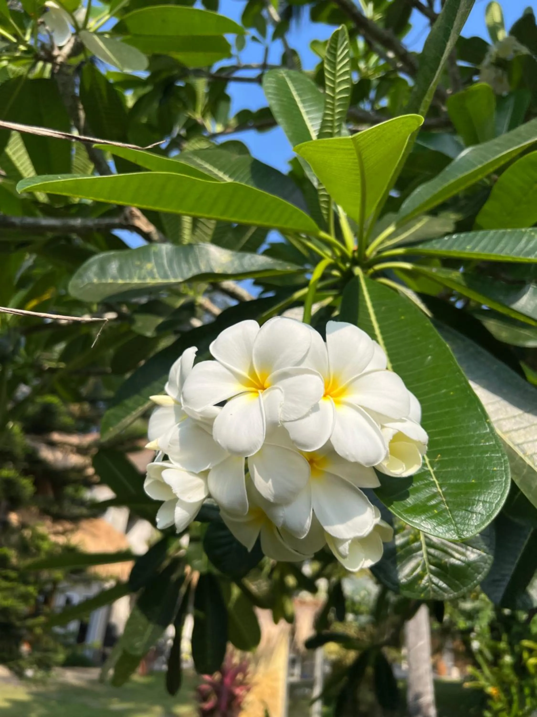 Coco Verde Bali Resort
