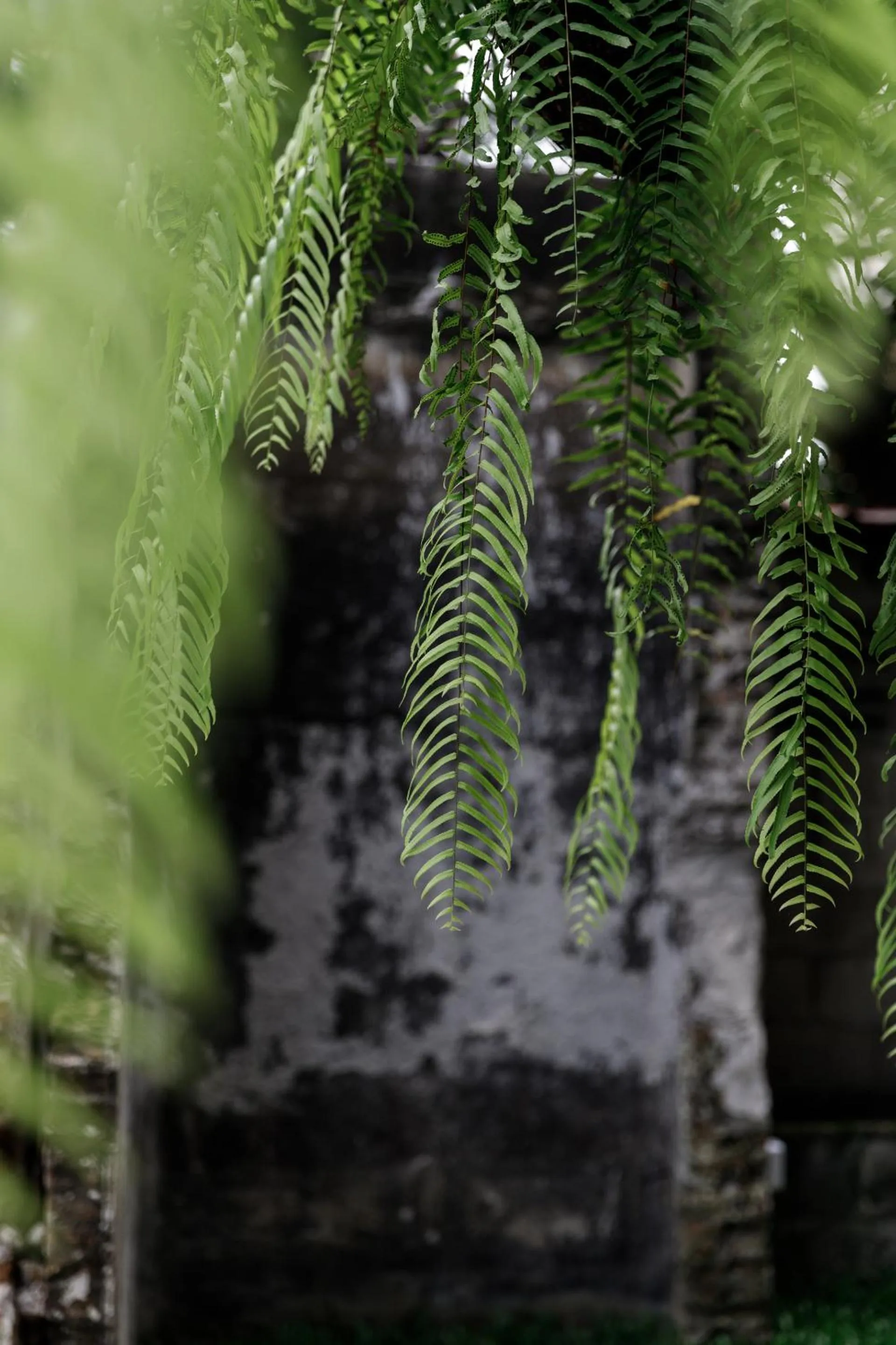 Natural landscape in The Locals Chiang Mai