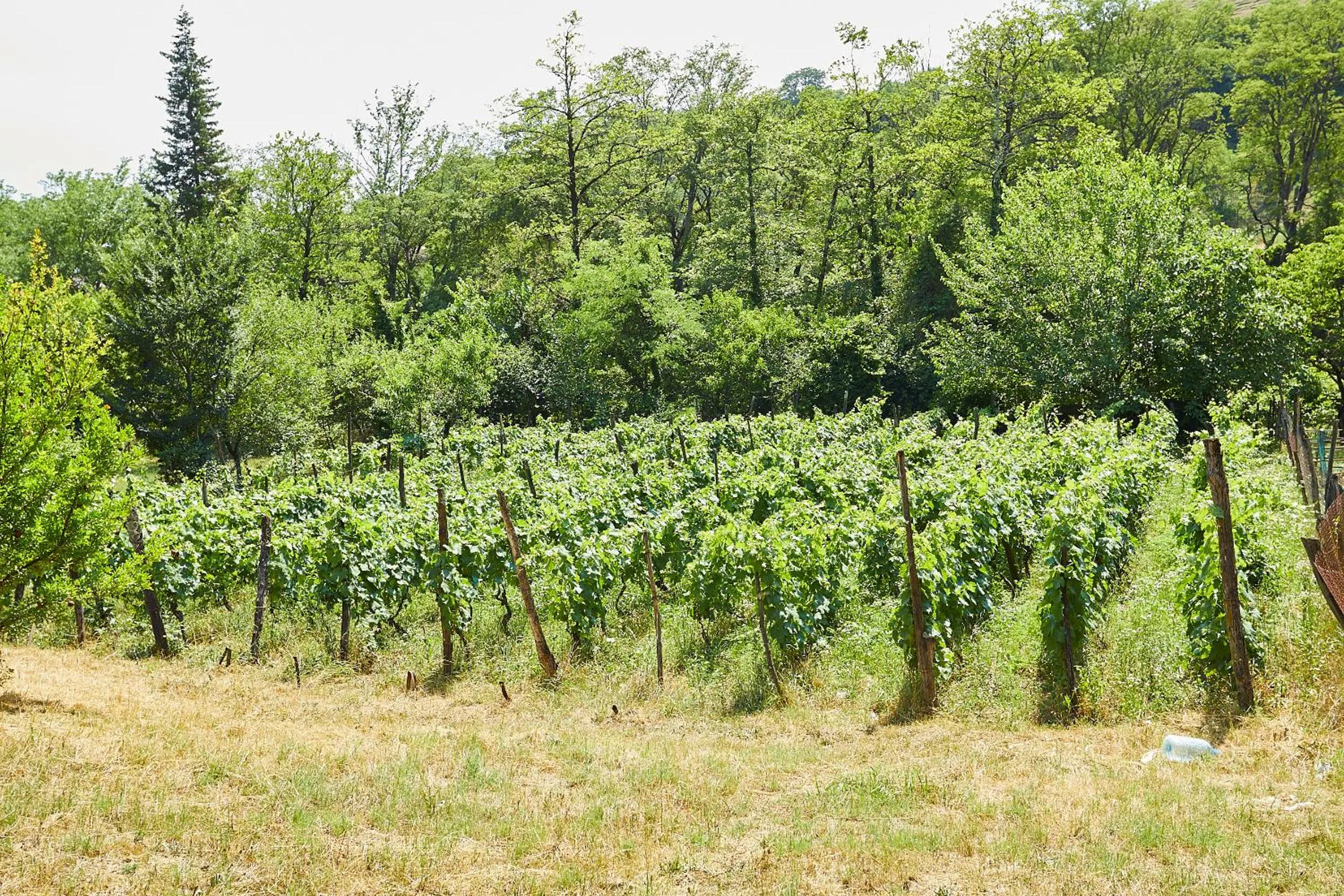 Natural landscape in Ethno Sazano Hotel