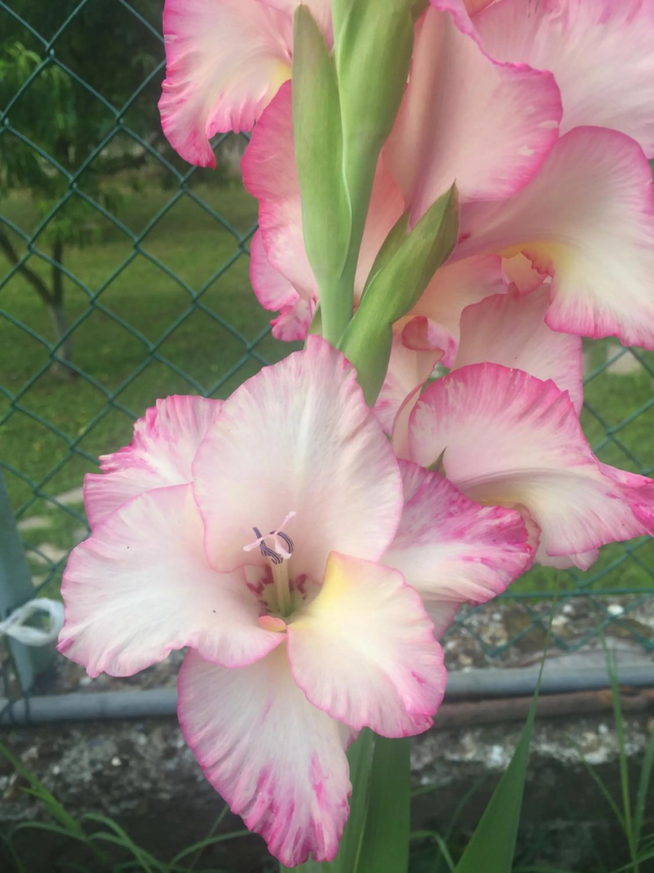 Summer in Oca Carolina