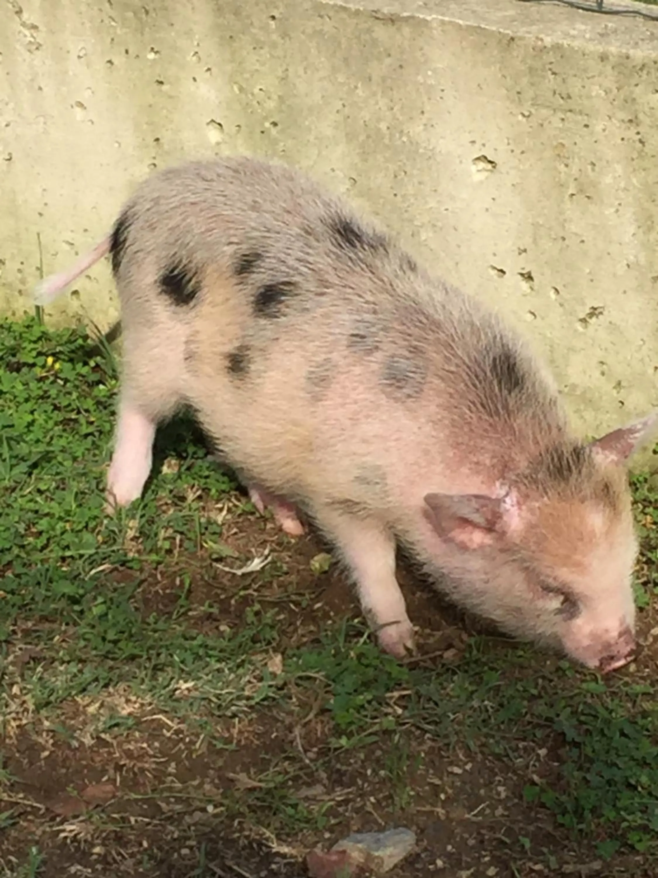 Animals in Oca Carolina