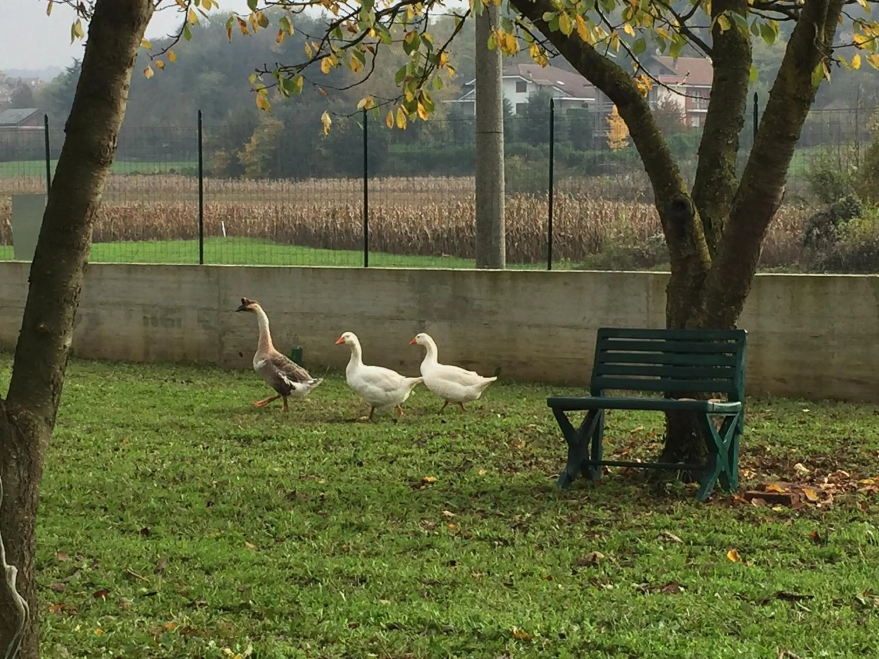 Garden in Oca Carolina