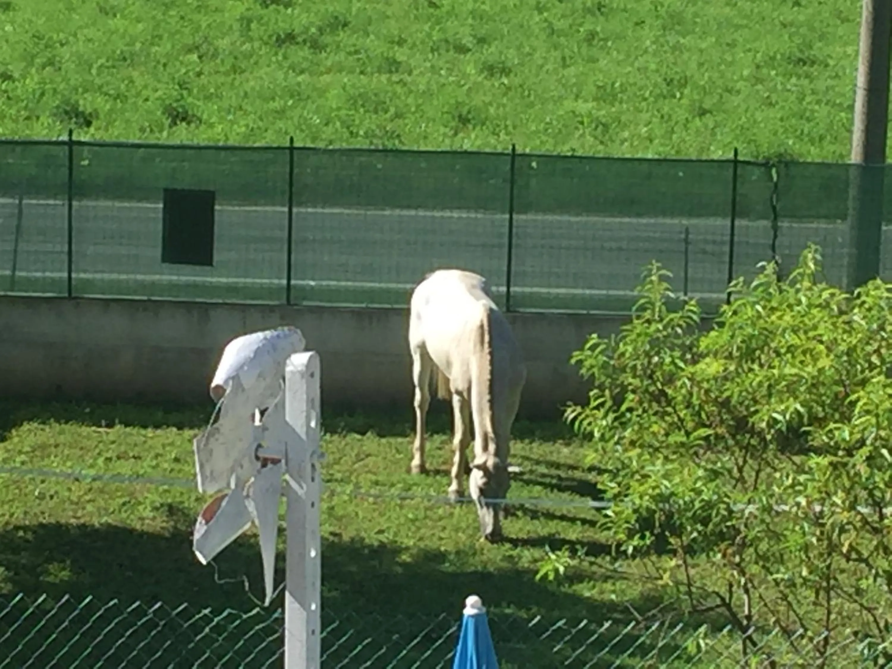 Garden in Oca Carolina